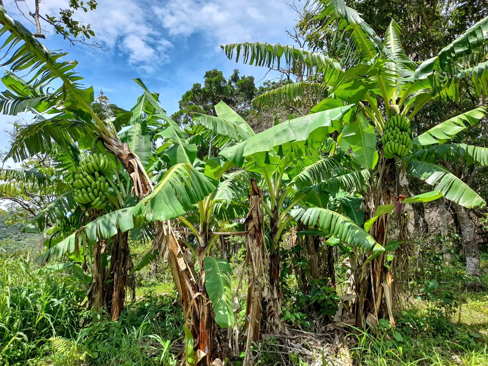 Caldera, Boquete Chiriqui Panama - Photo 23