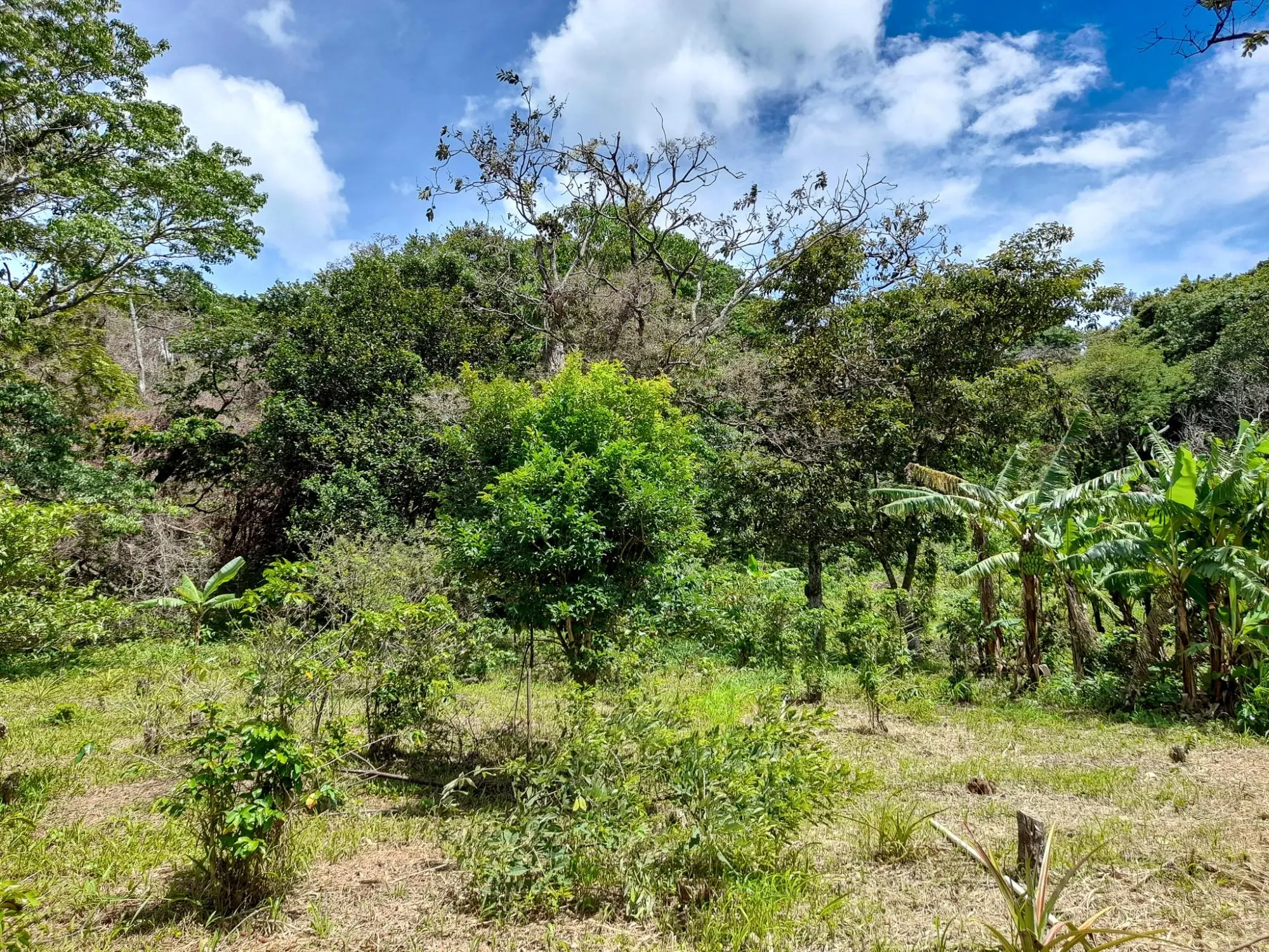 Caldera, Boquete Chiriqui Panama - Photo 26
