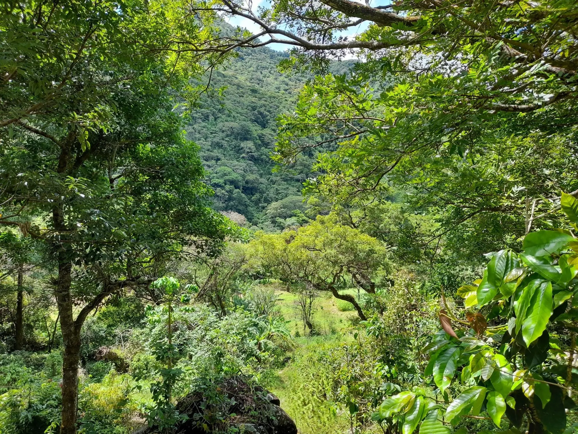 Caldera, Boquete Chiriqui Panama - Photo 15