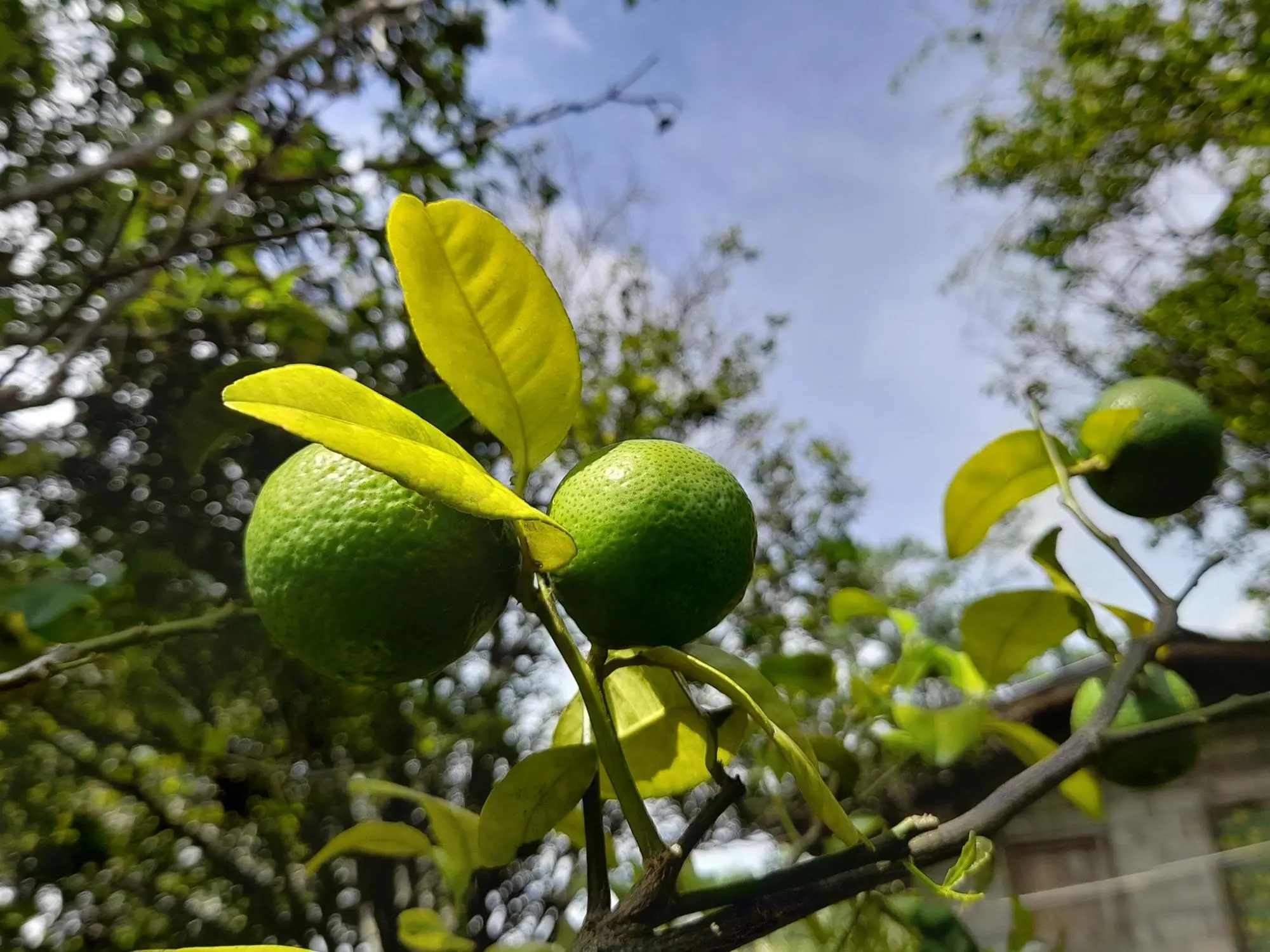 Caldera, Boquete Chiriqui Panama - Photo 9