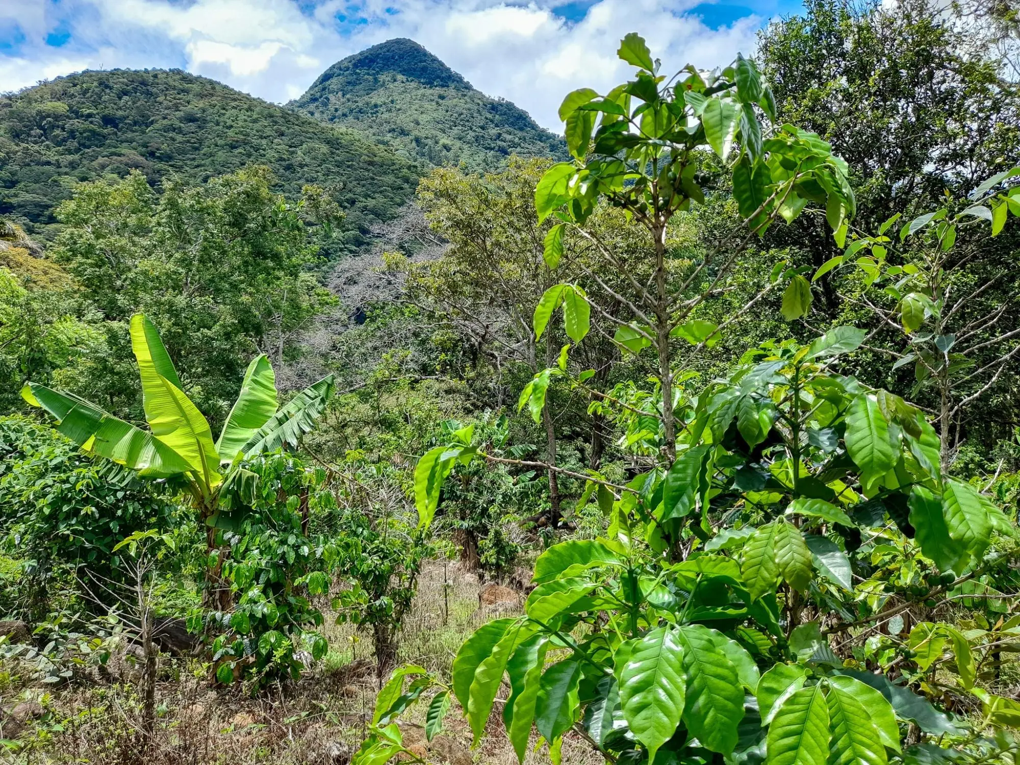 Caldera, Boquete Chiriqui Panama - Photo 35