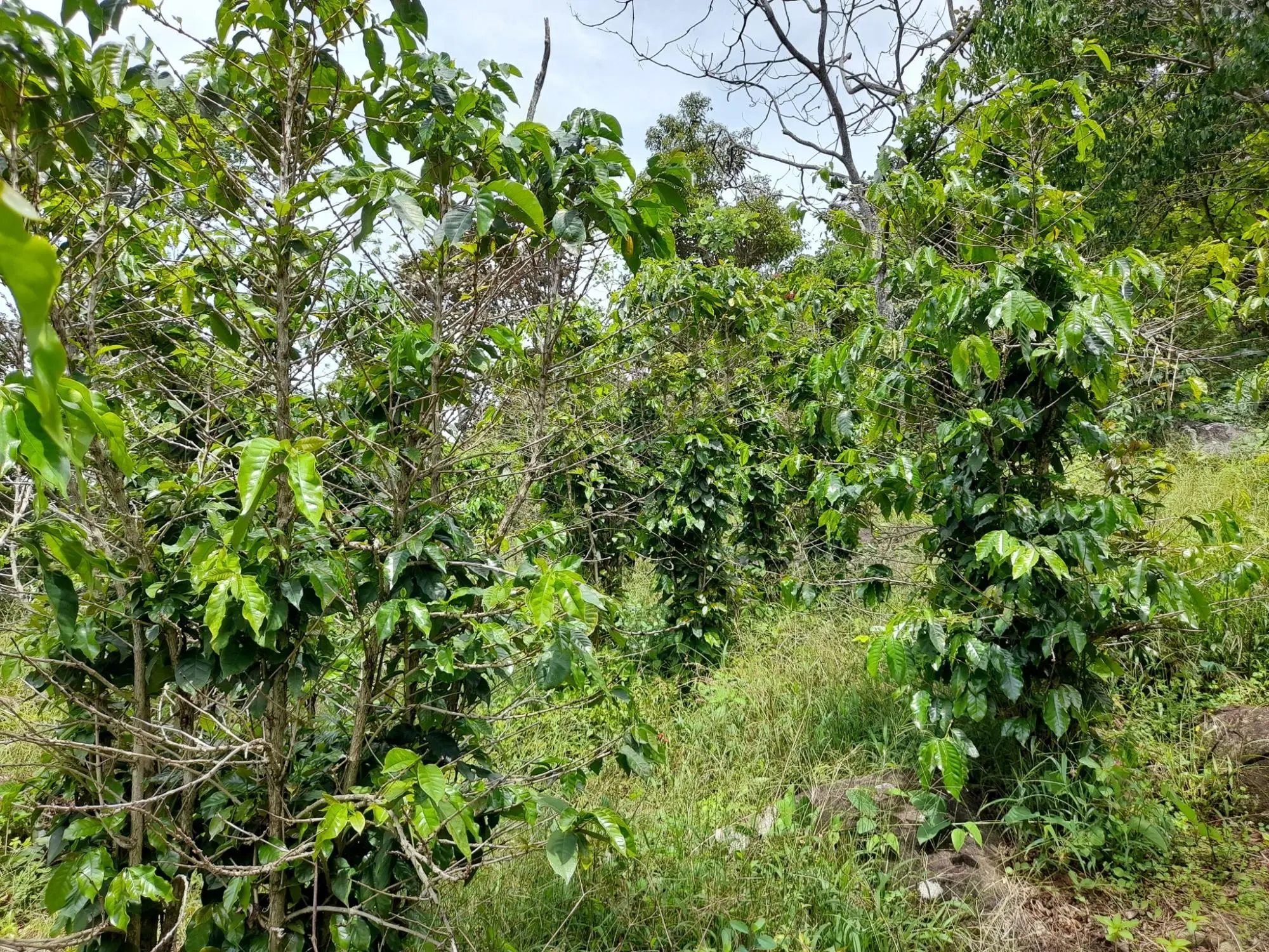 Caldera, Boquete Chiriqui Panama - Photo 37