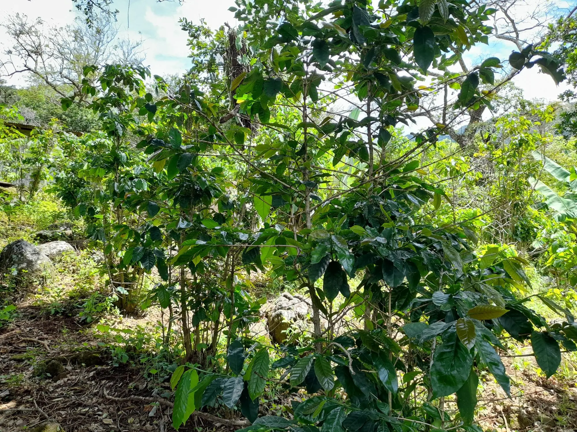 Caldera, Boquete Chiriqui Panama - Photo 30