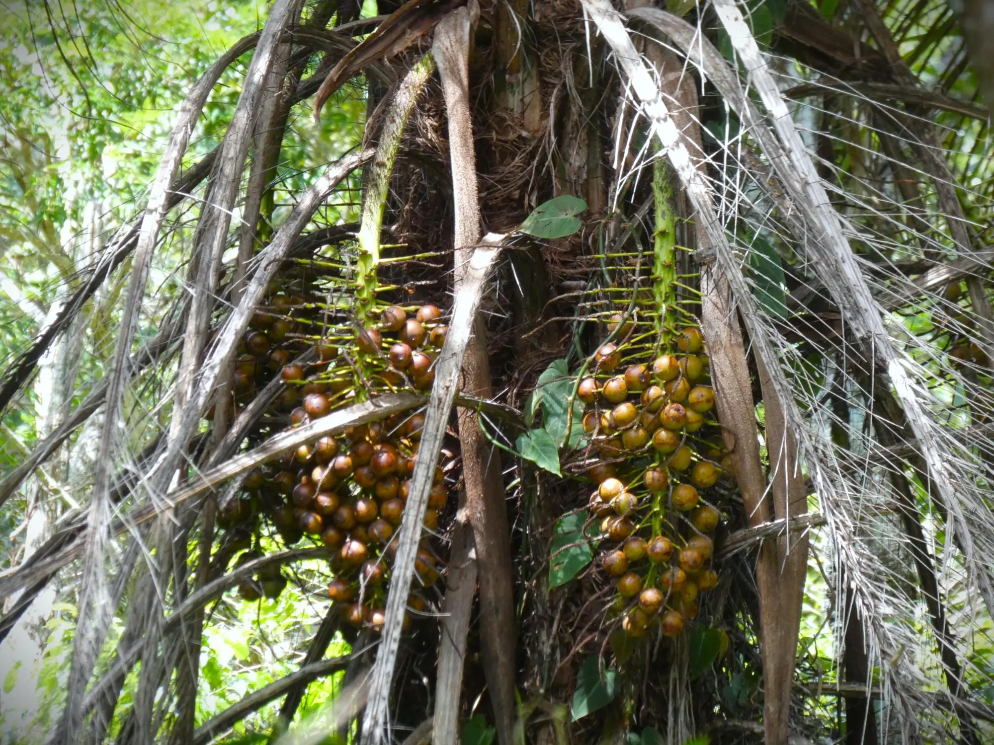 Caldera, Boquete Chiriqui Panama - Photo 65