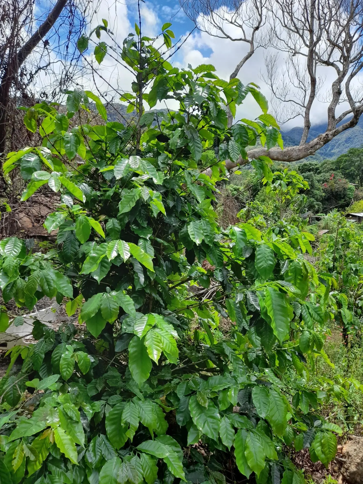 Caldera, Boquete Chiriqui Panama - Photo 39