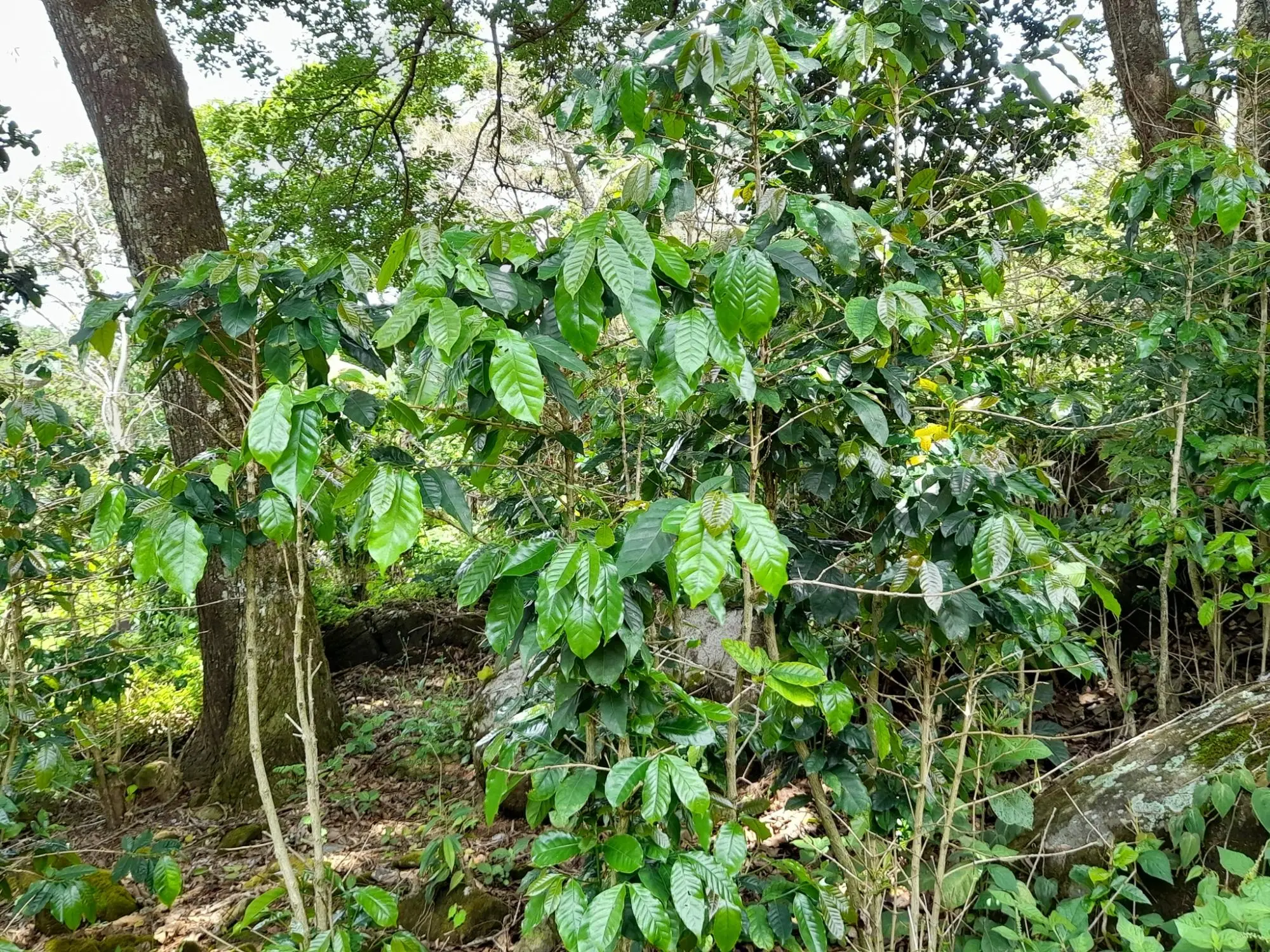Caldera, Boquete Chiriqui Panama - Photo 31