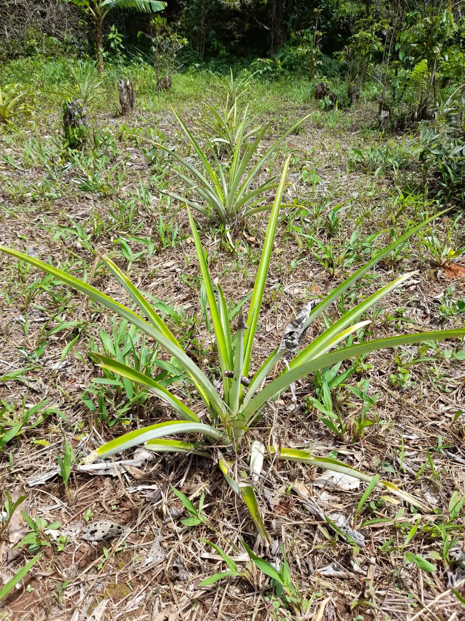 Caldera, Boquete Chiriqui Panama - Photo 27