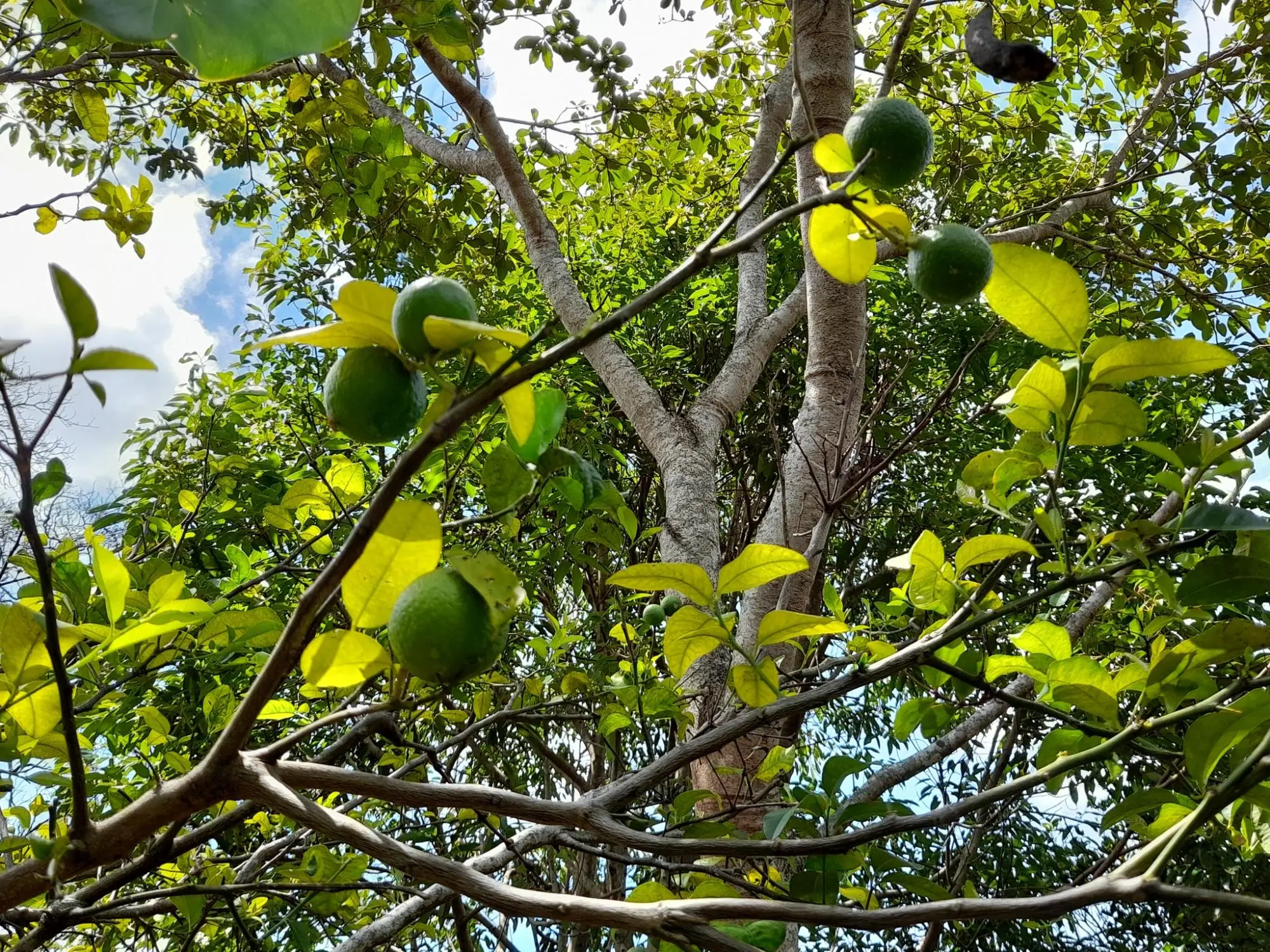 Caldera, Boquete Chiriqui Panama - Photo 8