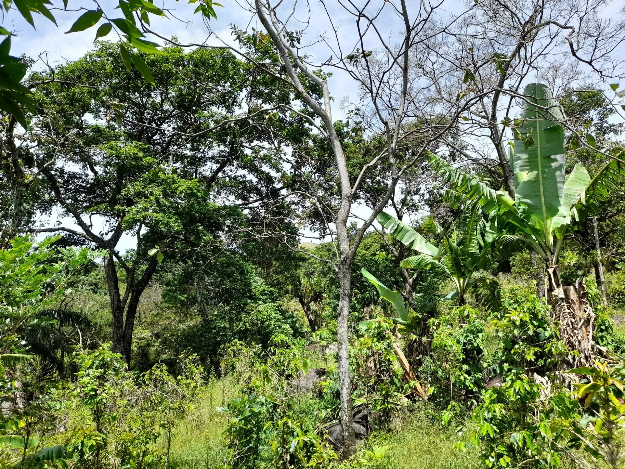 Caldera, Boquete Chiriqui Panama - Photo 29