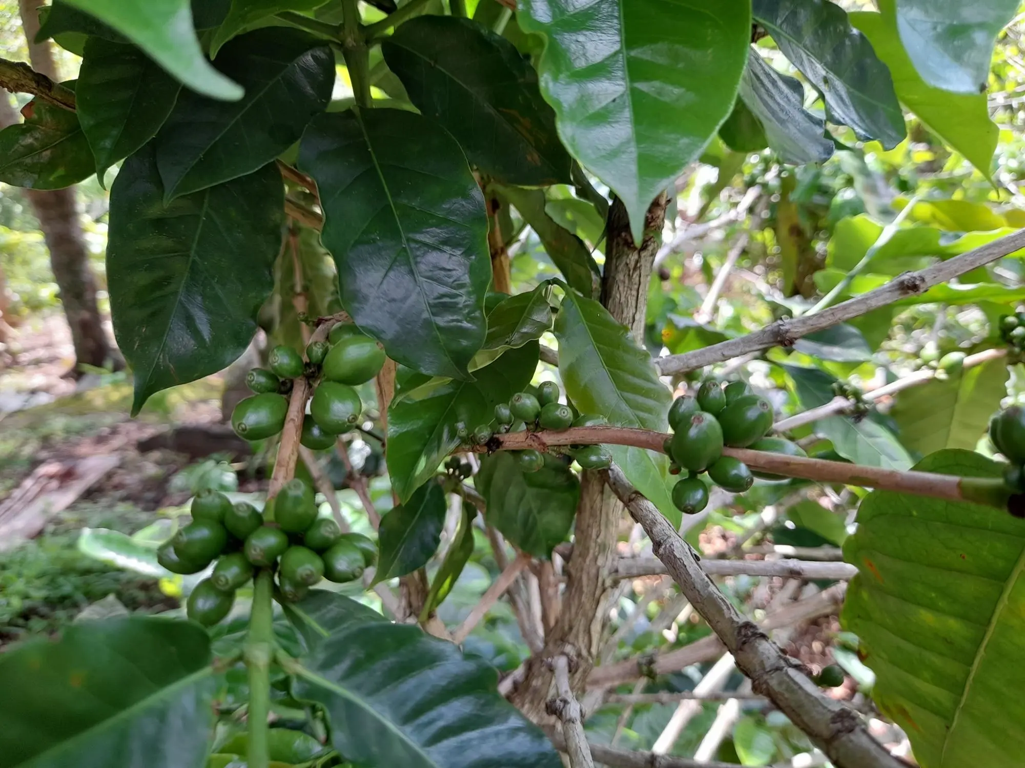 Caldera, Boquete Chiriqui Panama - Photo 12
