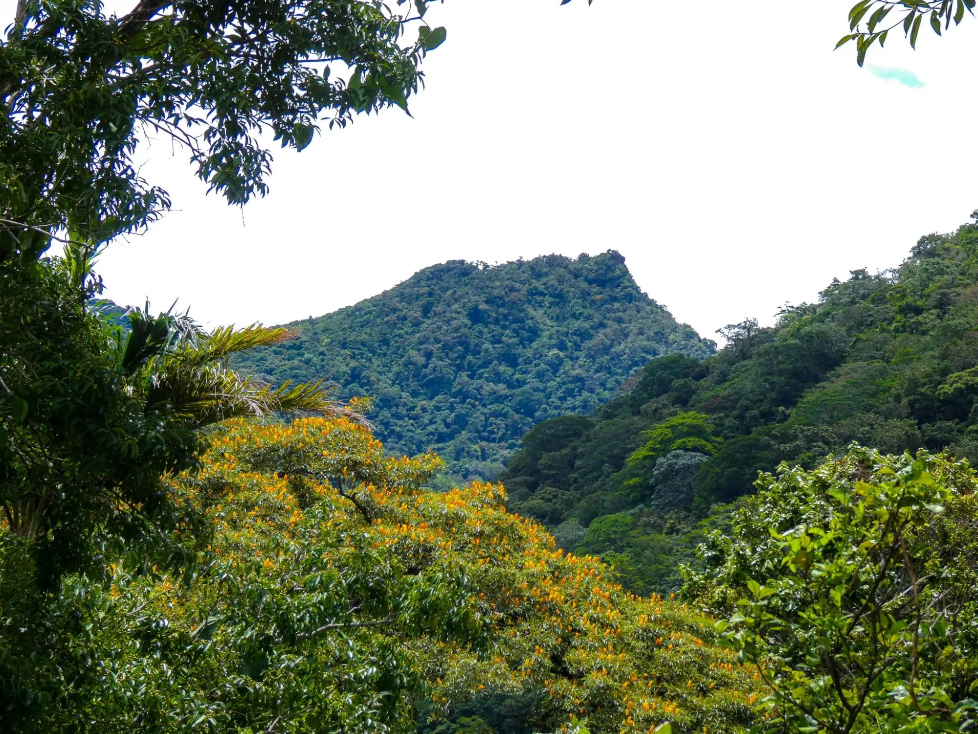 Caldera, Boquete Chiriqui Panama - Photo 67