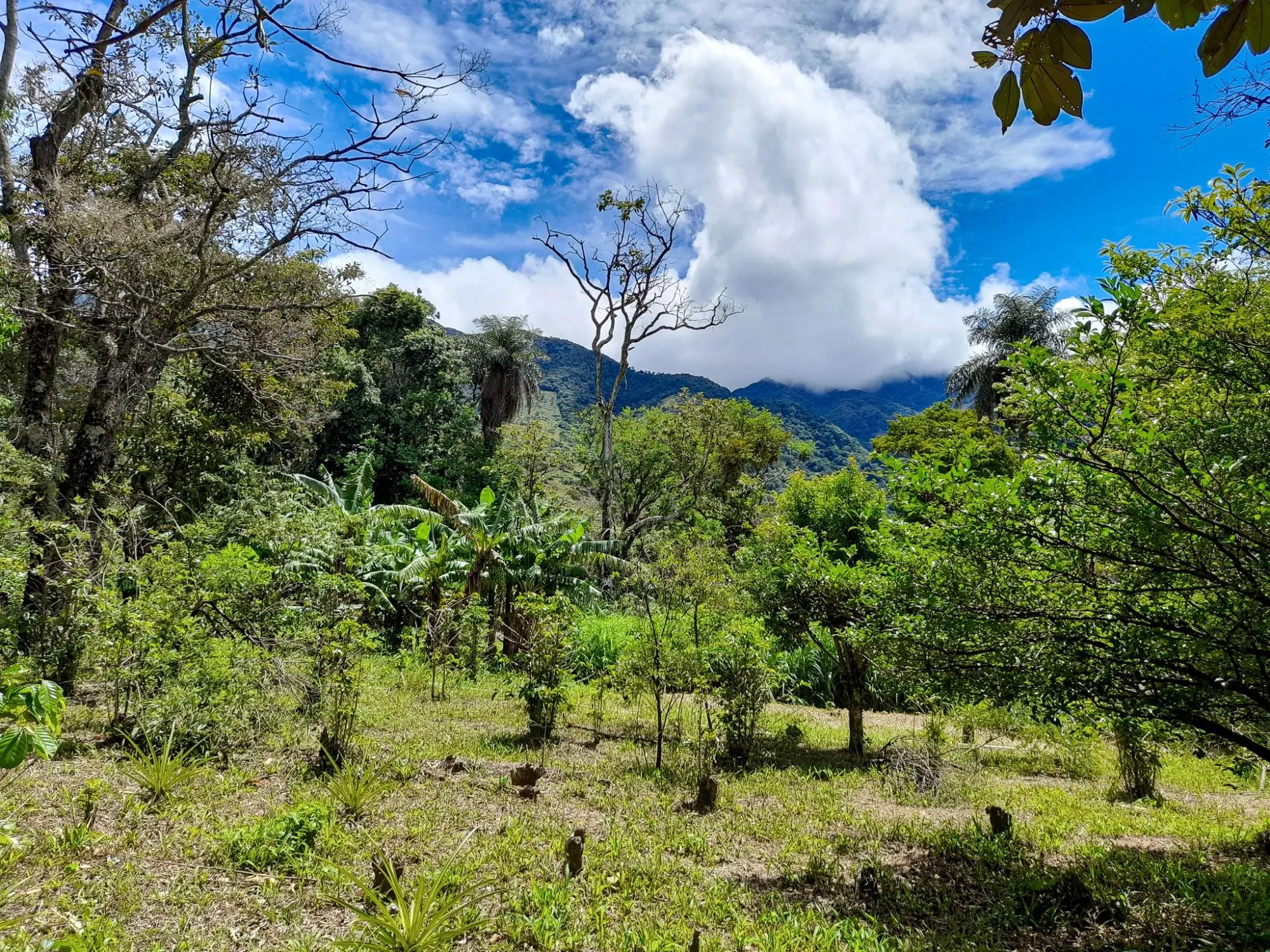Caldera, Boquete Chiriqui Panama - Photo 28