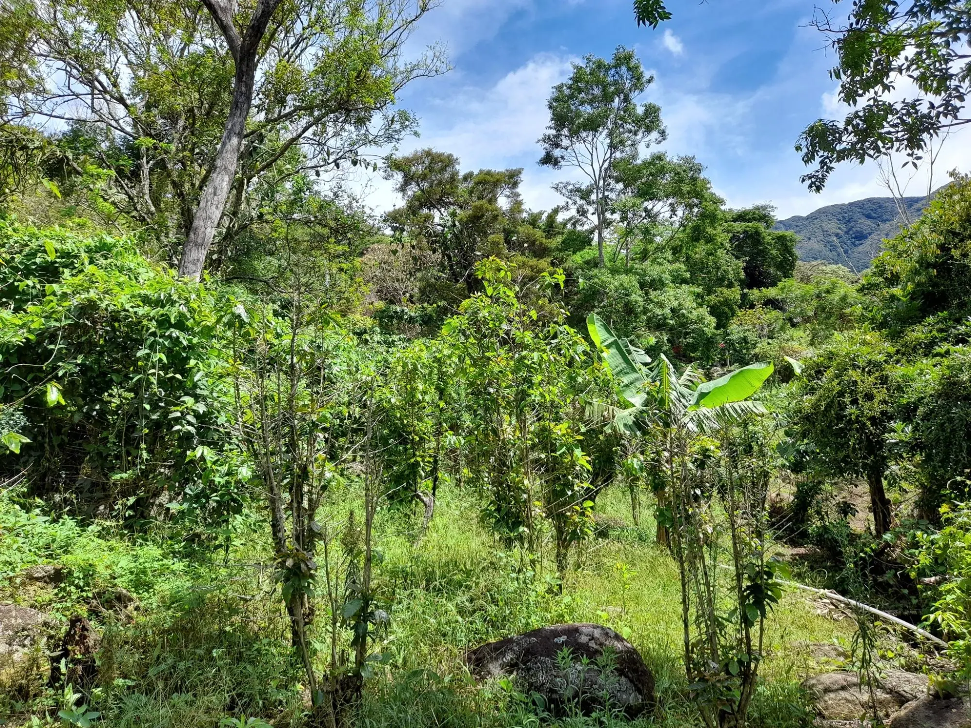 Caldera, Boquete Chiriqui Panama - Photo 11
