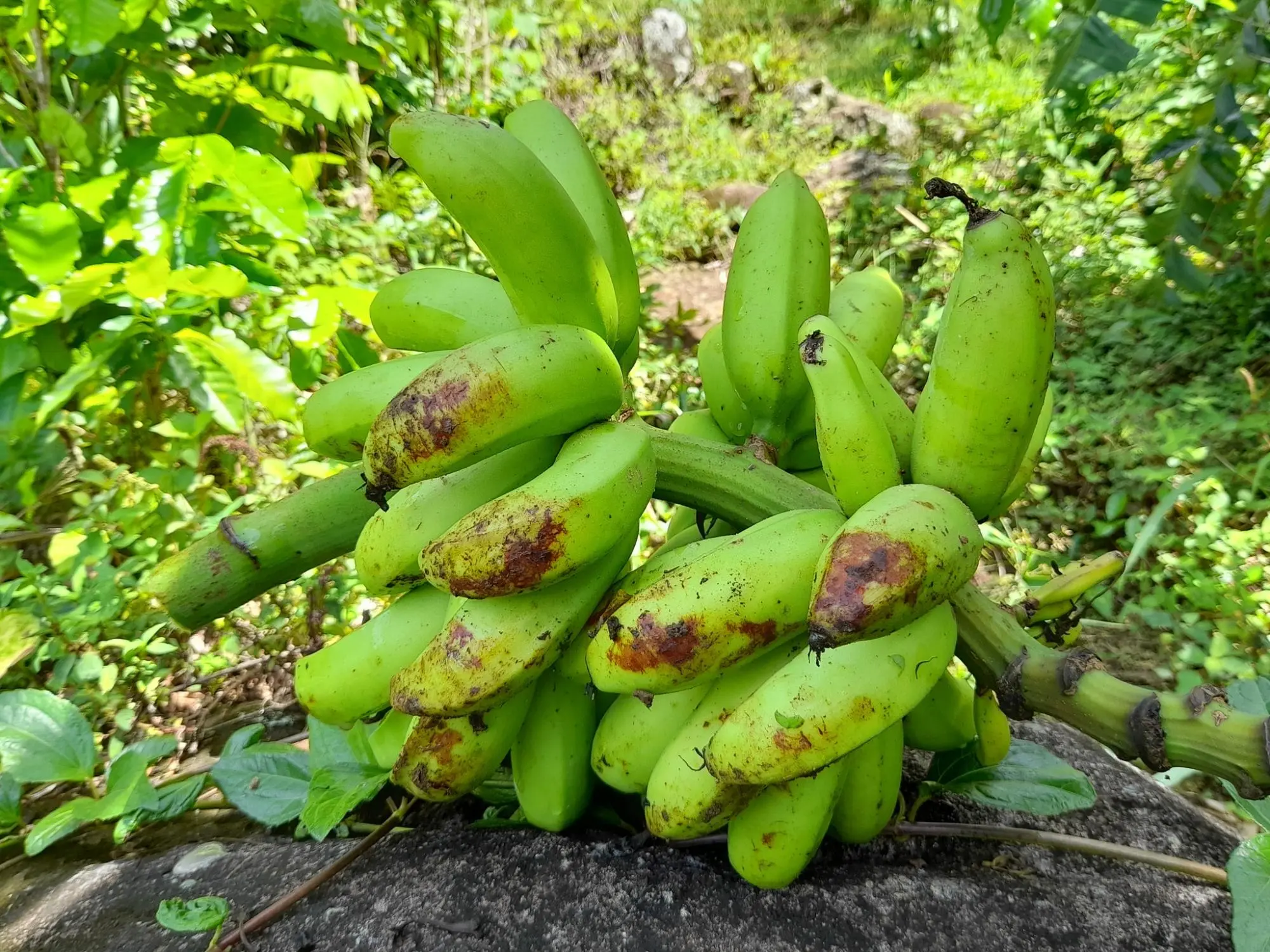Caldera, Boquete Chiriqui Panama - Photo 18