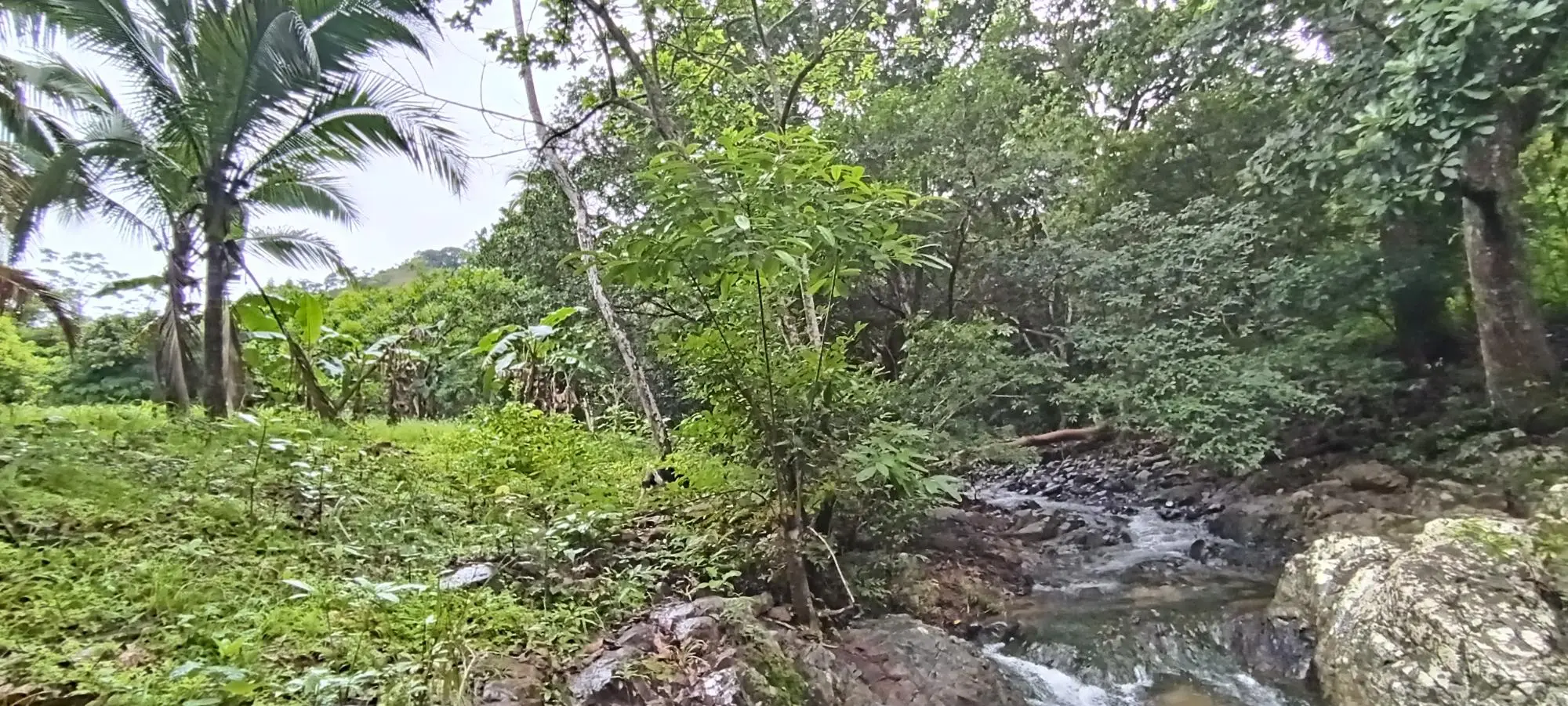 Quebrada Grande, Las Tablas - Photo 9