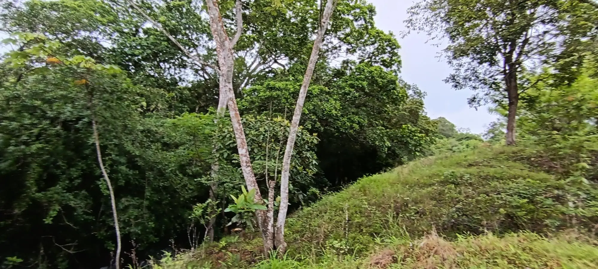 Quebrada Grande, Las Tablas - Photo 10