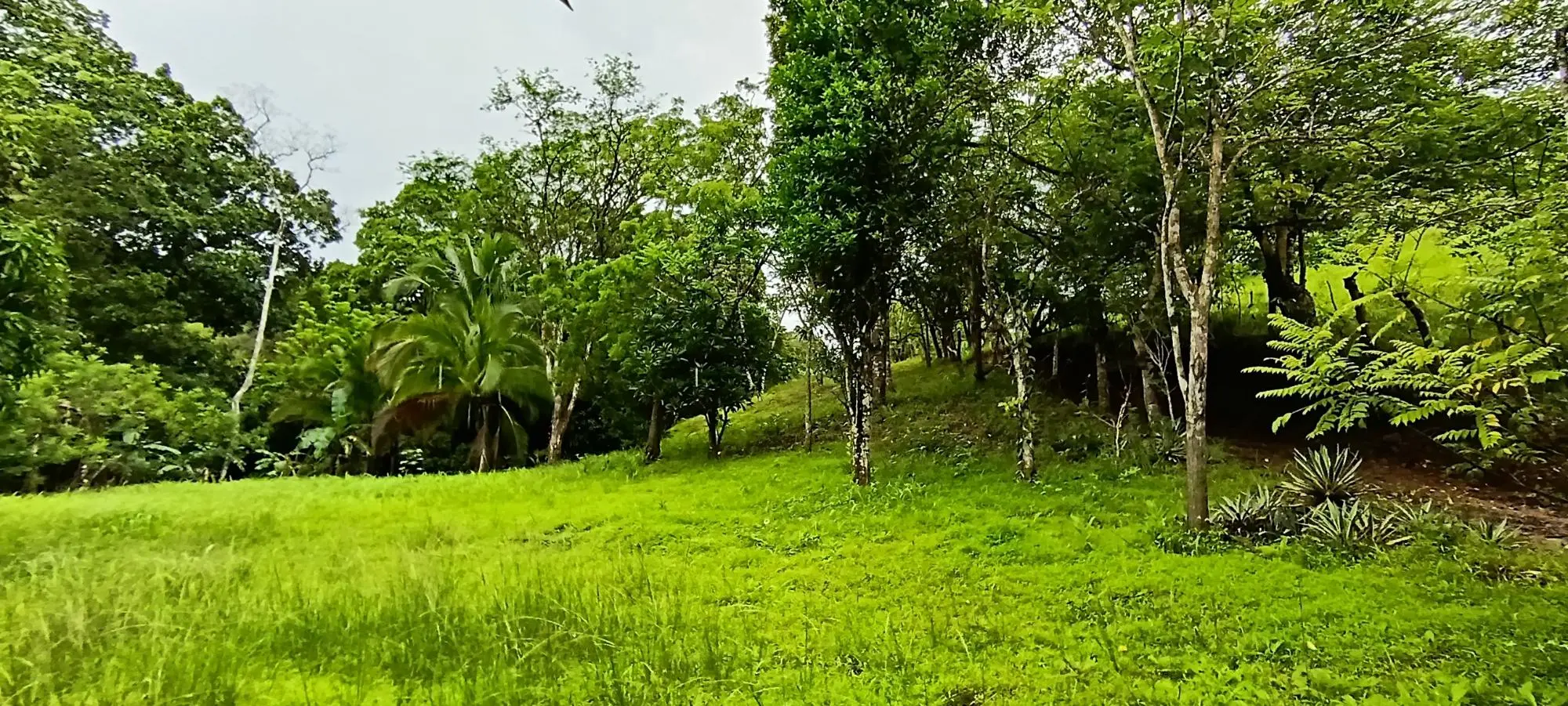 Quebrada Grande, Las Tablas - Photo 6