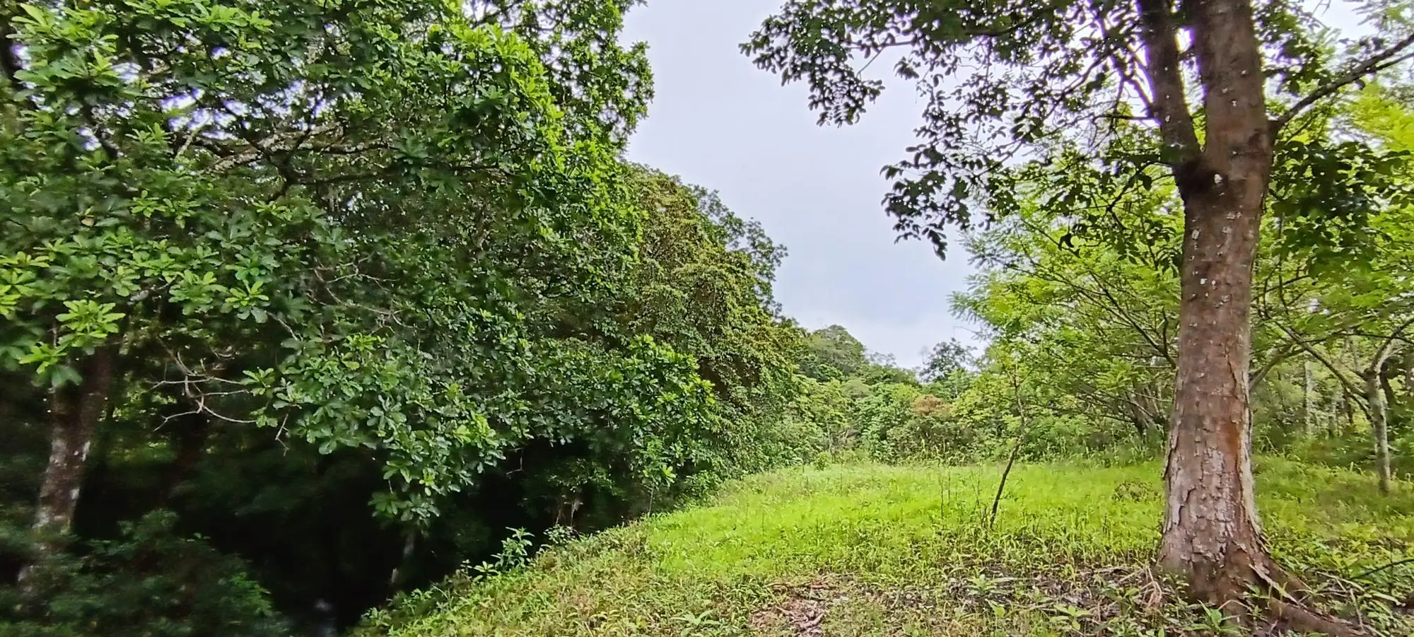 Quebrada Grande, Las Tablas - Photo 18