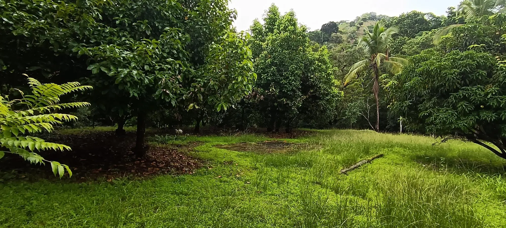 Quebrada Grande, Las Tablas - Photo 7