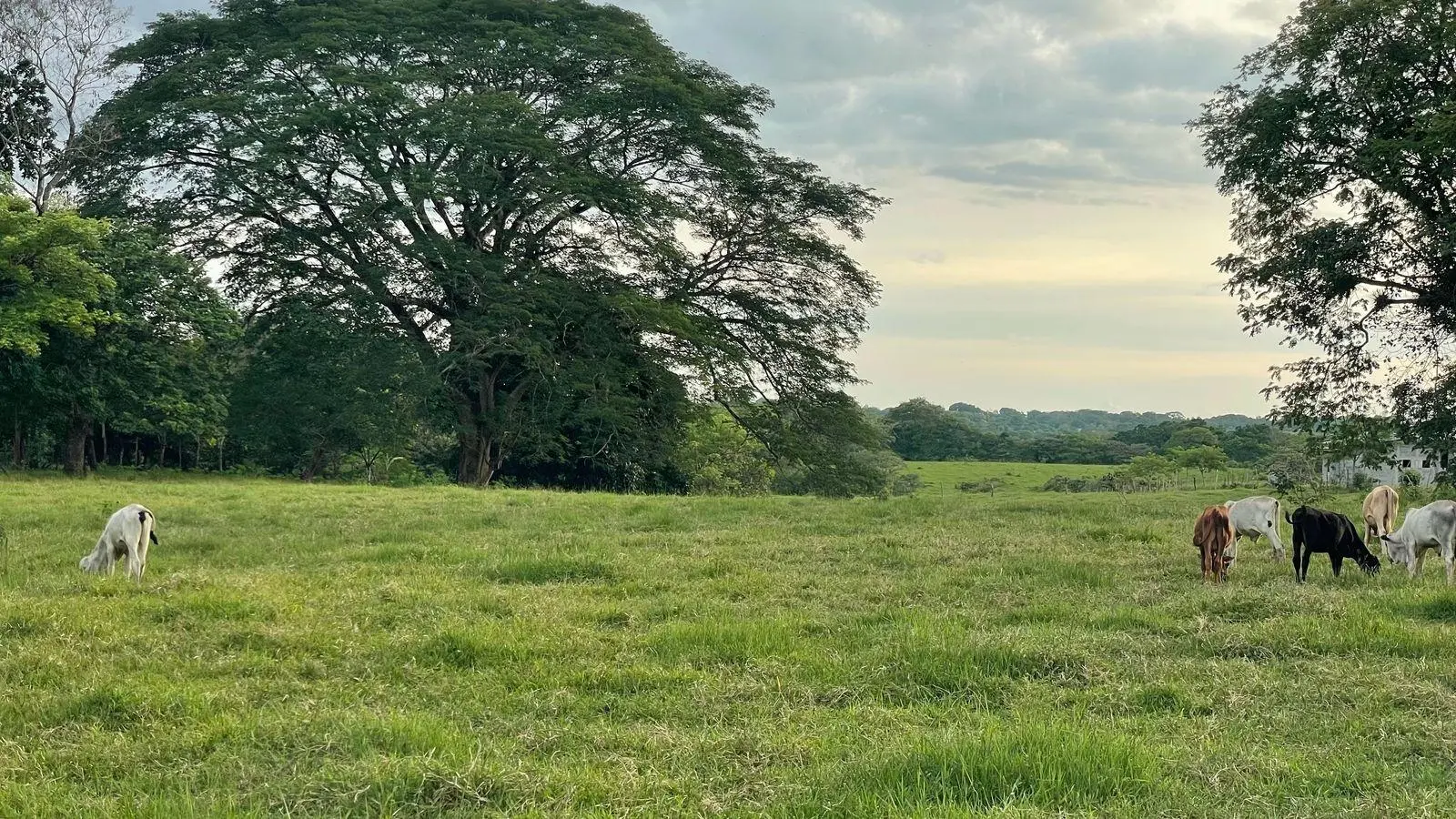 David, Montilla - Photo 2