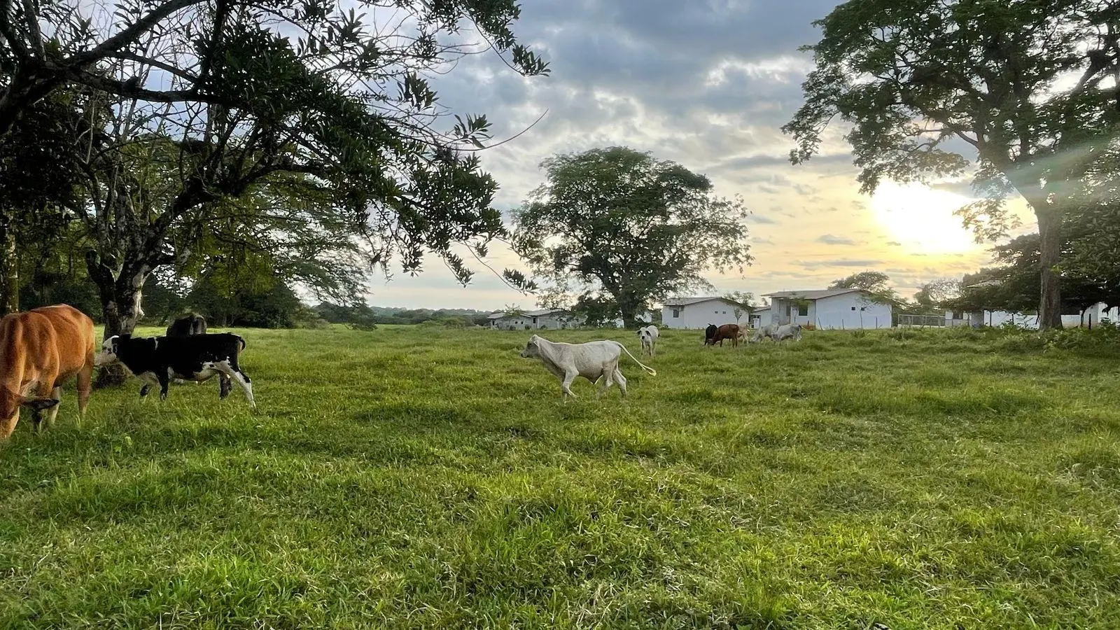 David, Montilla - Photo 5