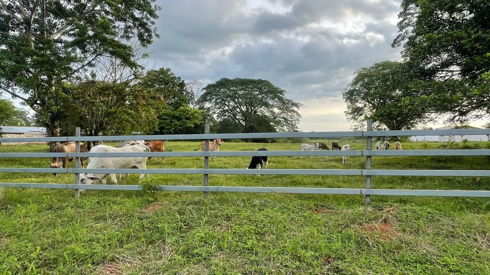 David, Montilla - Photo 12
