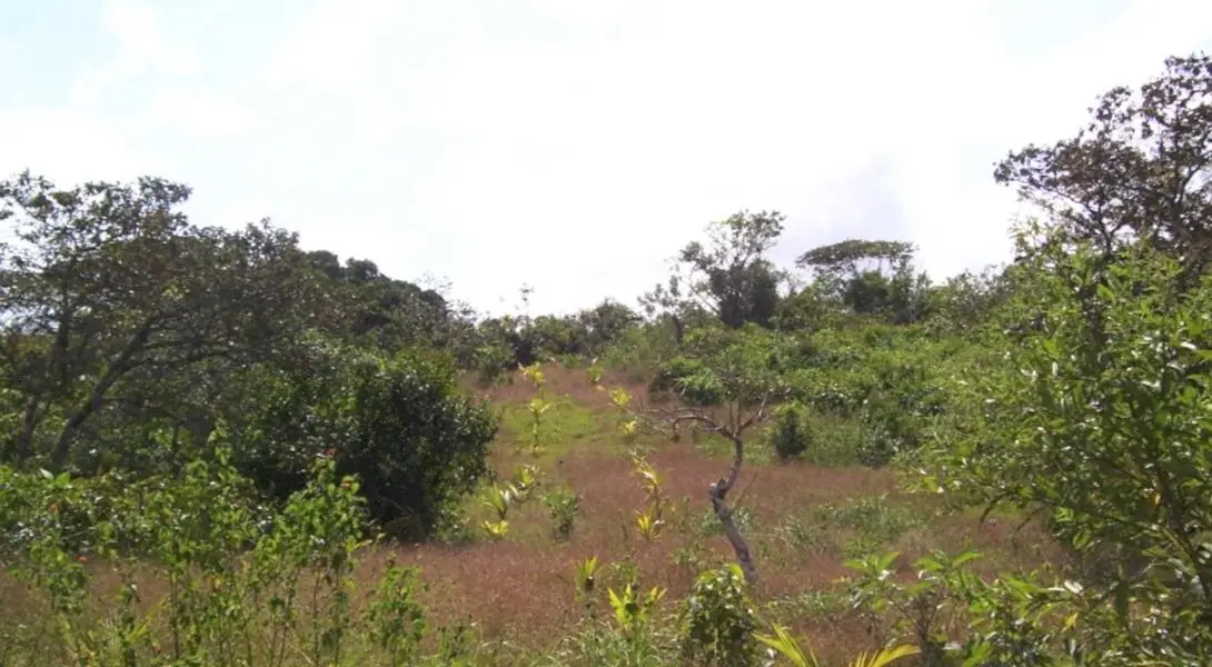 Lago Gatún - Photo 11