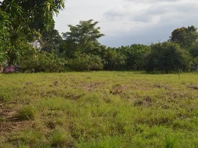 Nueva Gorgona (coloncito) - Photo 6