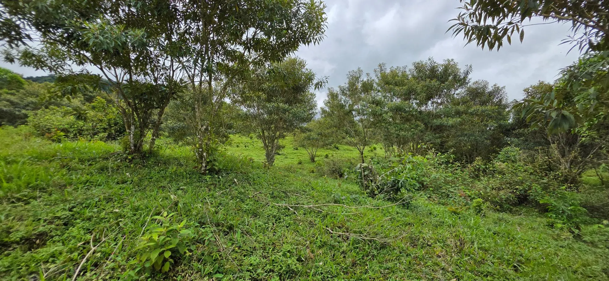 Boqueròn, Cordillera Arriba - Photo 41