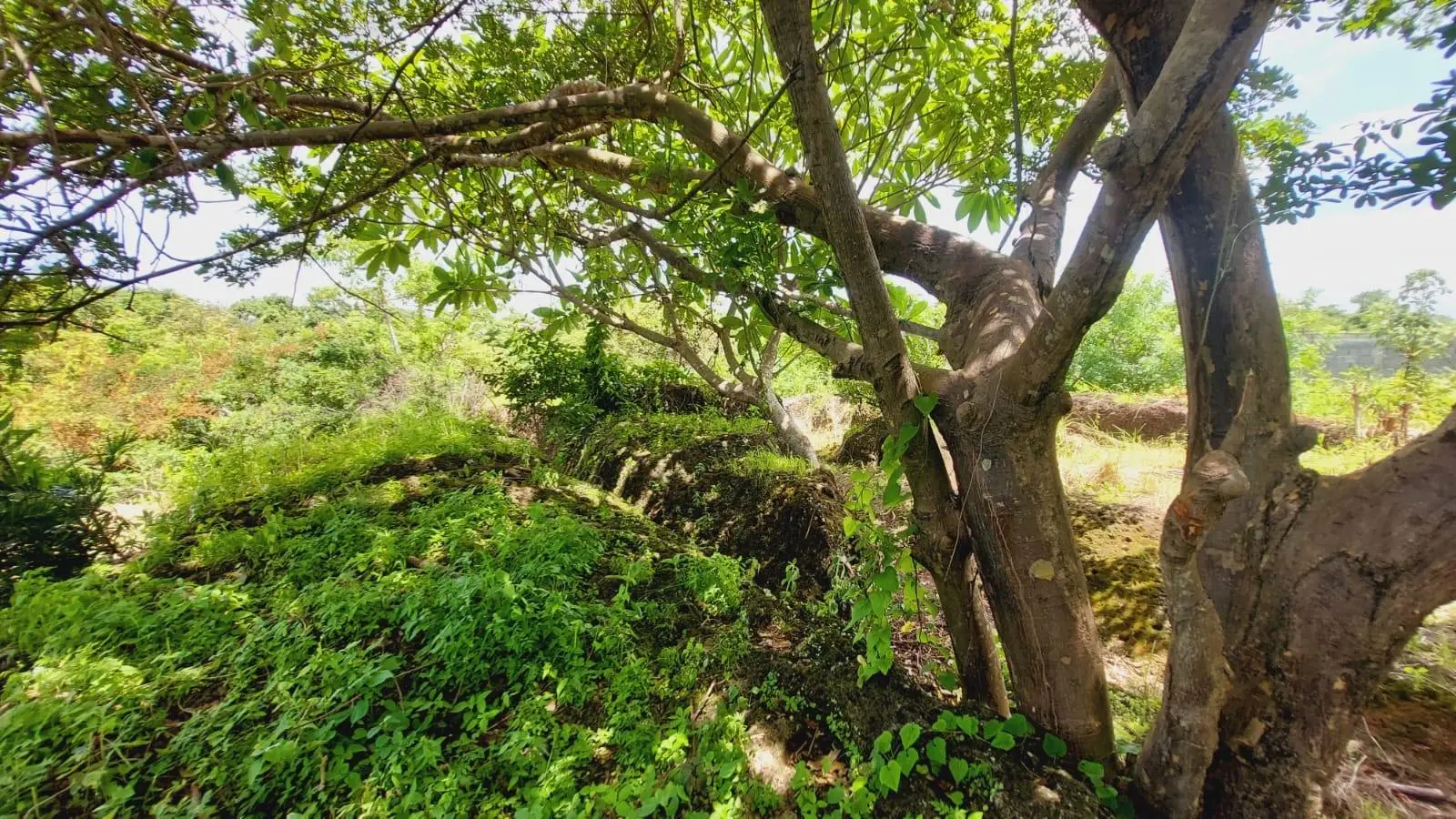 Calle Sn, Detrás Coronado Center #lote - Photo 56