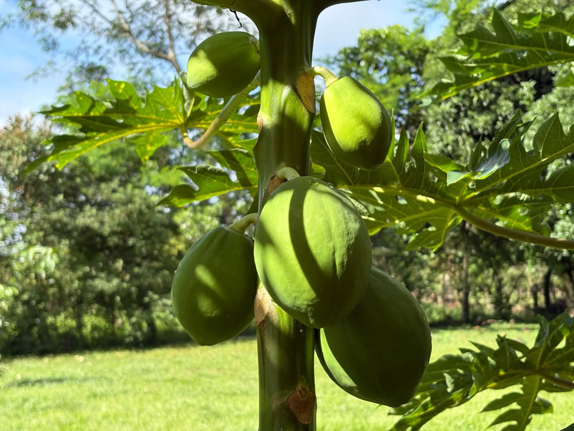 Potrerillos, Dolega - Photo 15