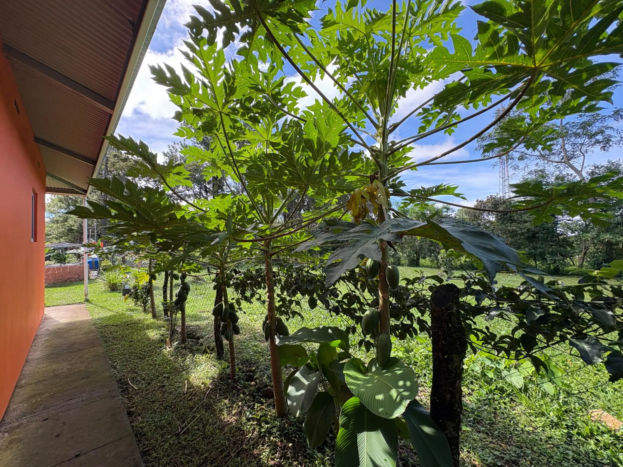 Potrerillos, Dolega - Photo 101