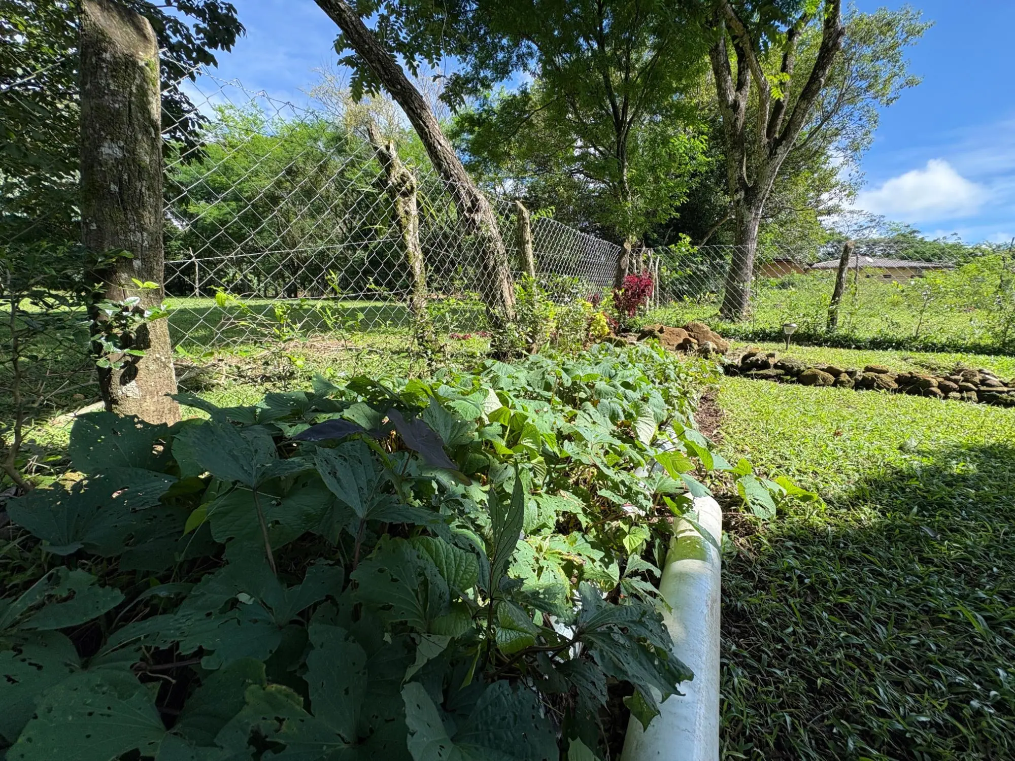 Potrerillos, Dolega - Photo 94