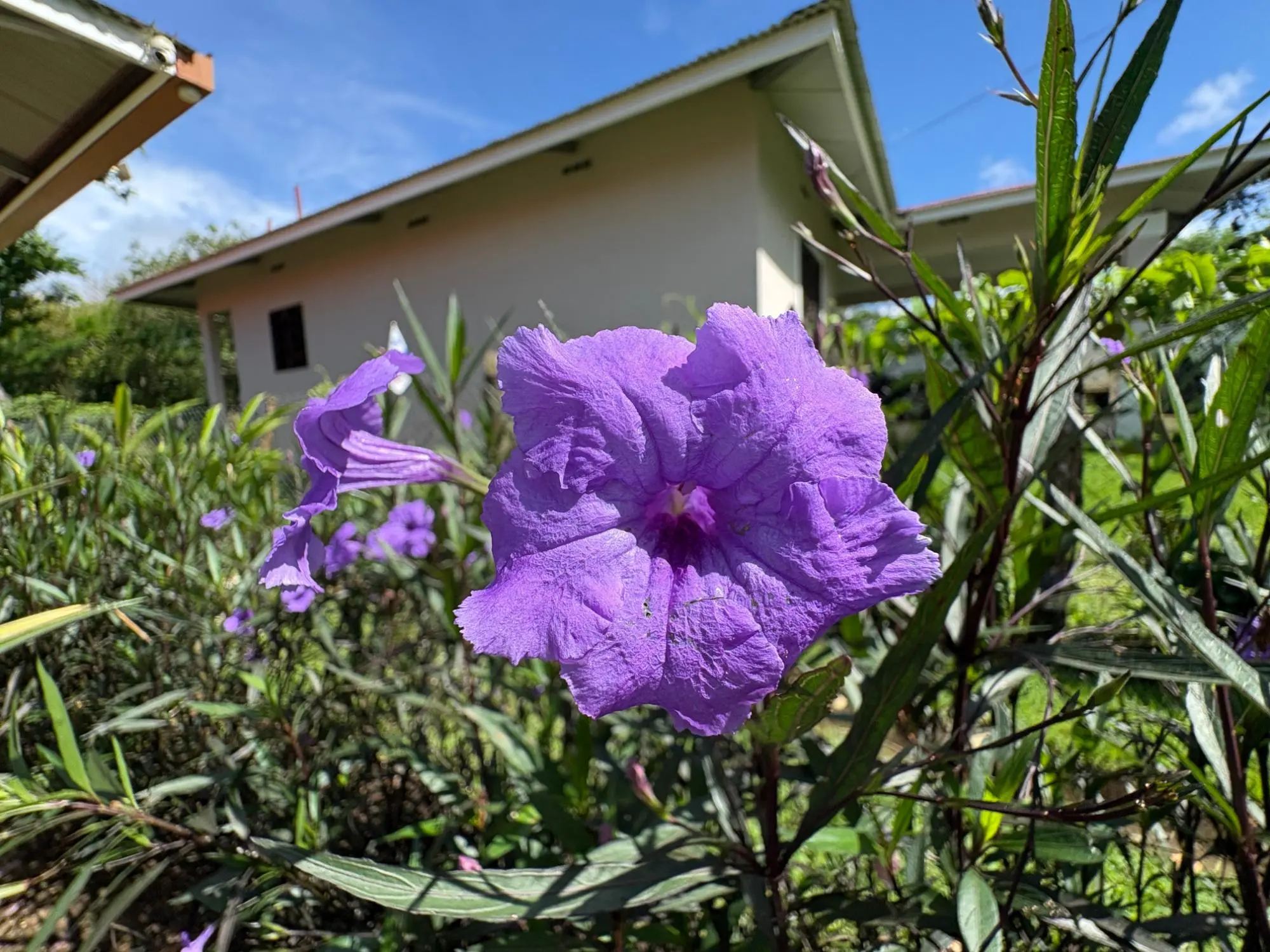 Potrerillos, Dolega - Photo 109