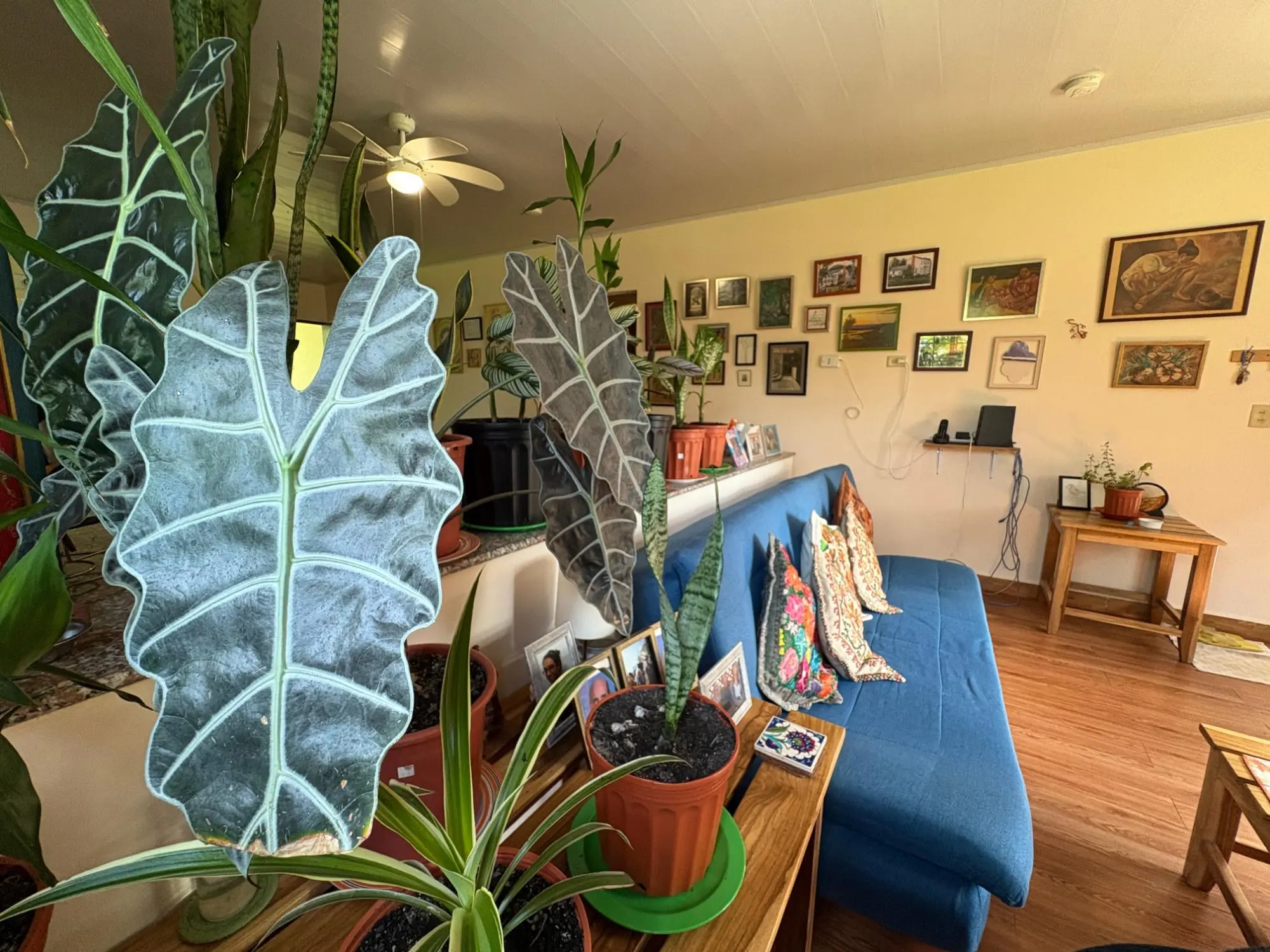 Potrerillos, Dolega - Photo 66