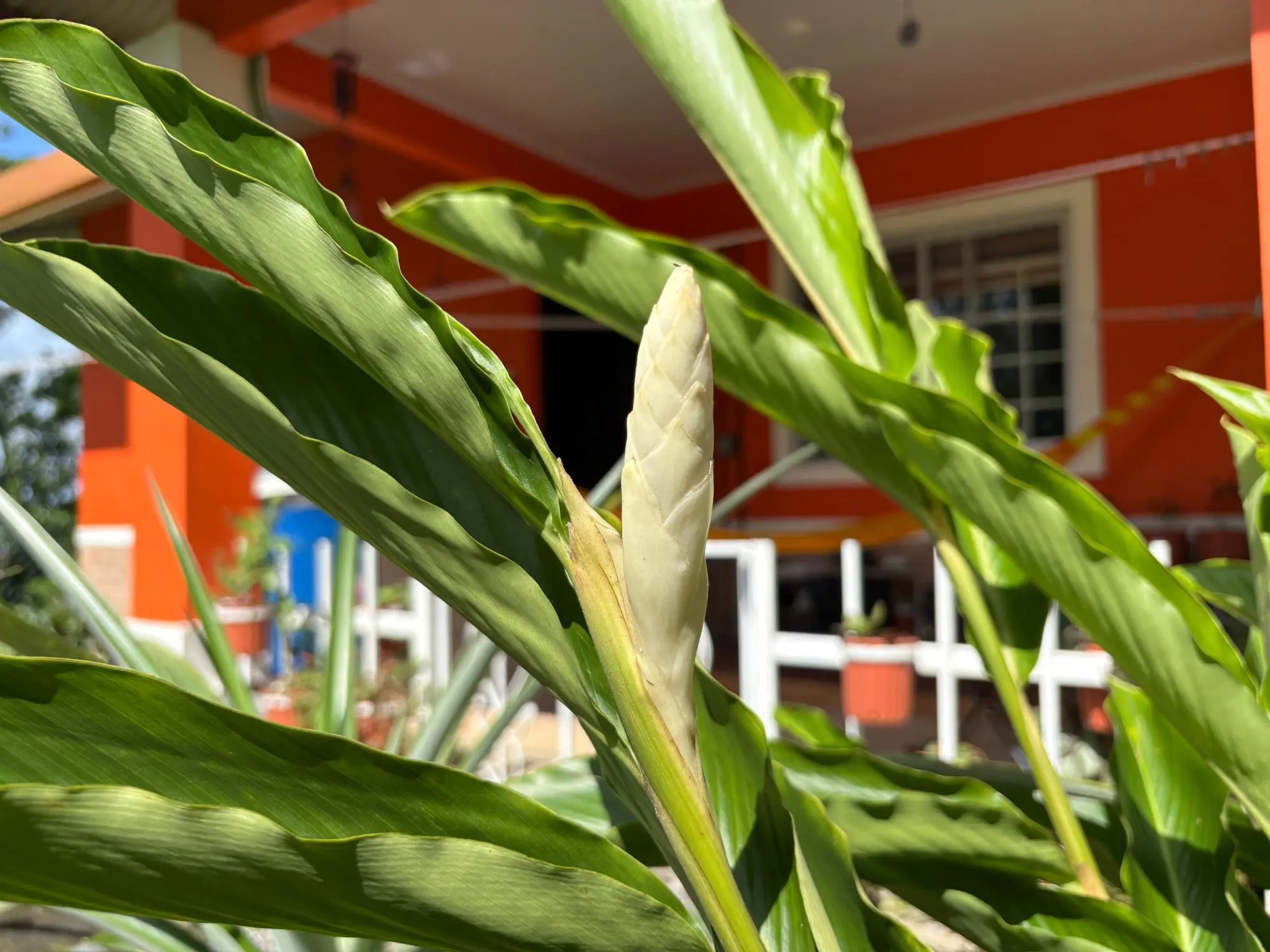 Potrerillos, Dolega - Photo 119