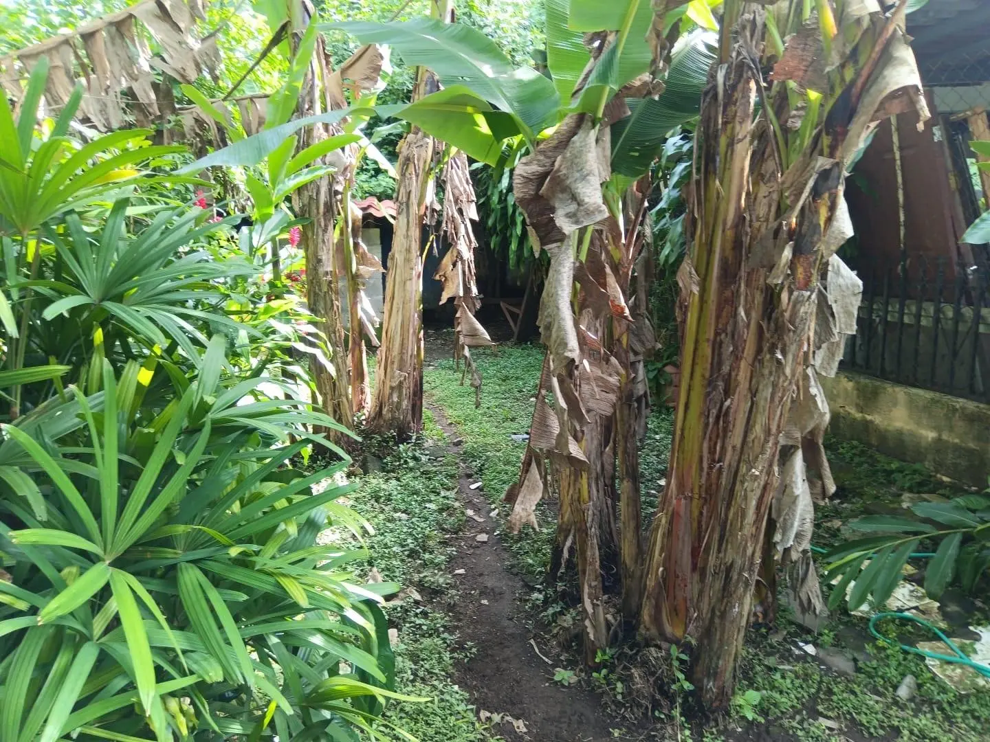 Avenida Estudiante, David, Chiriquí - Photo 29