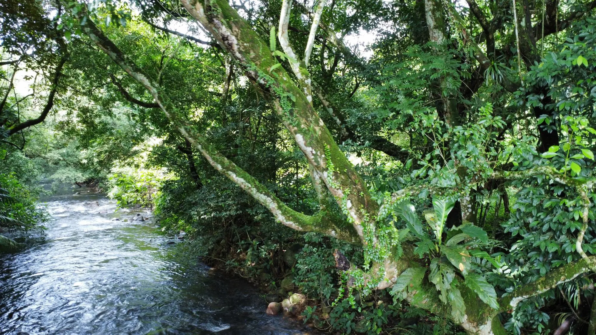 0 Chiriquí, Dolega, Tinajas - Photo 22