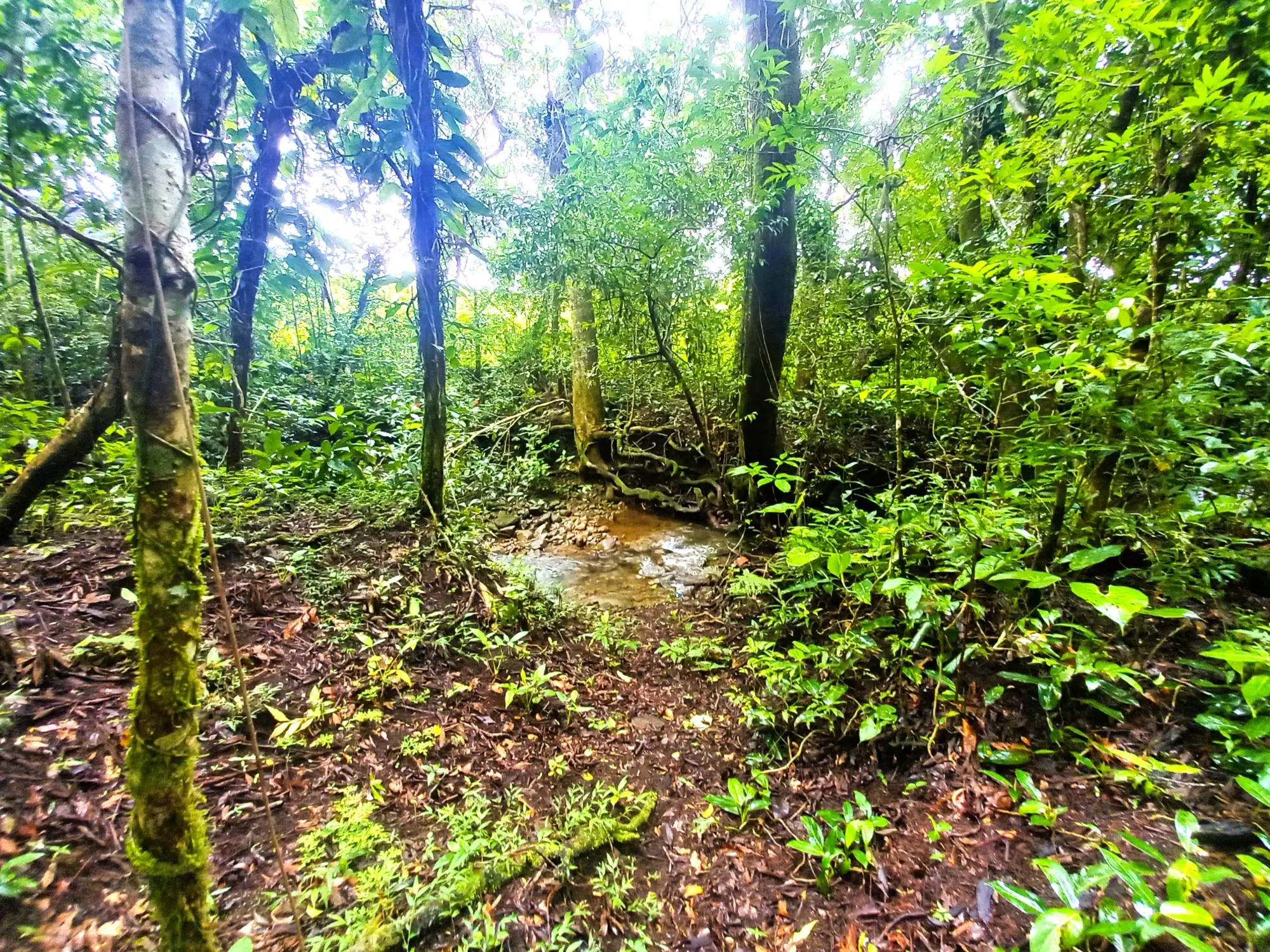 Potrerillos Arriba #5879m² - Photo 10