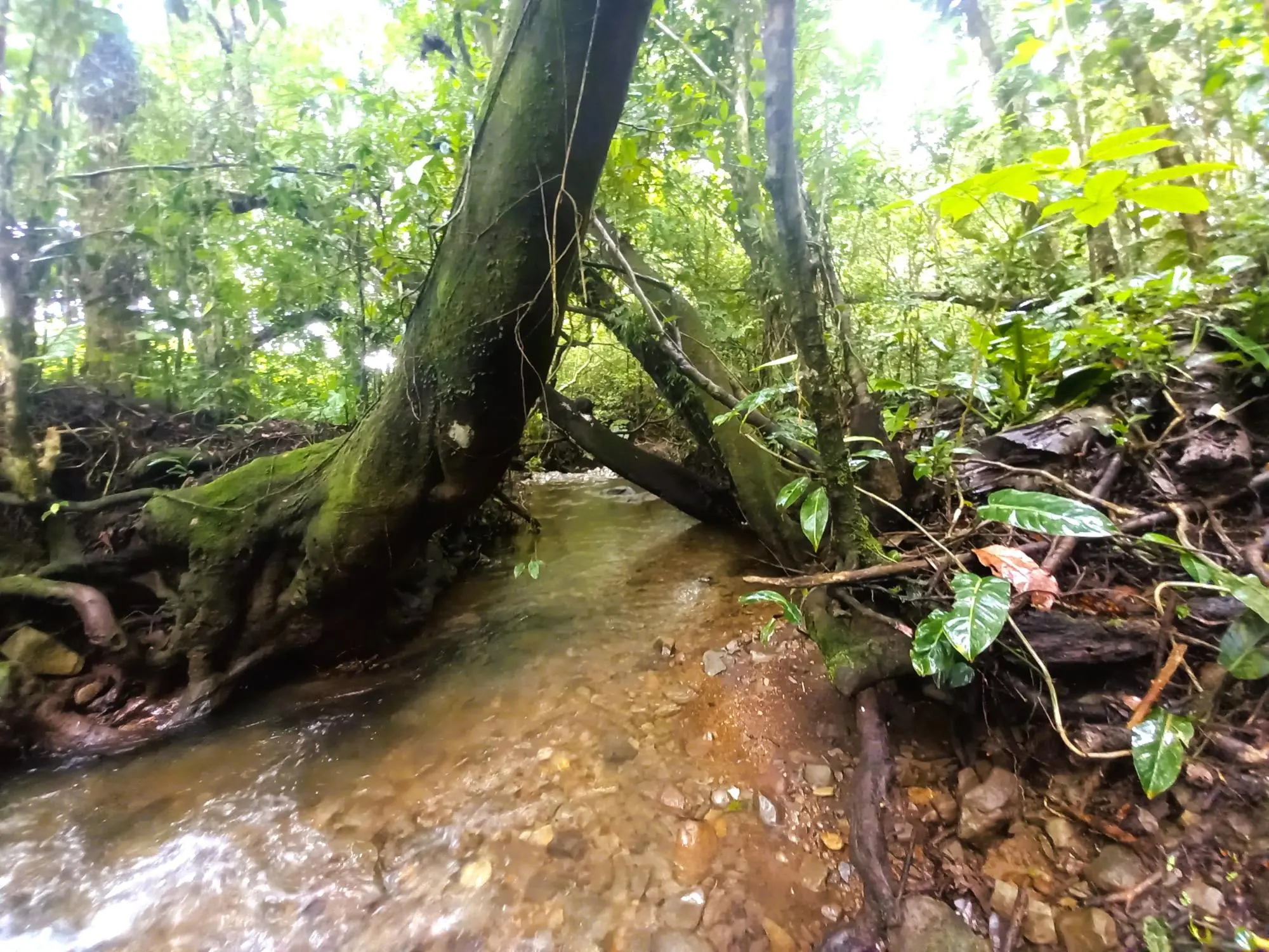 Potrerillos Arriba #5879m² - Photo 14