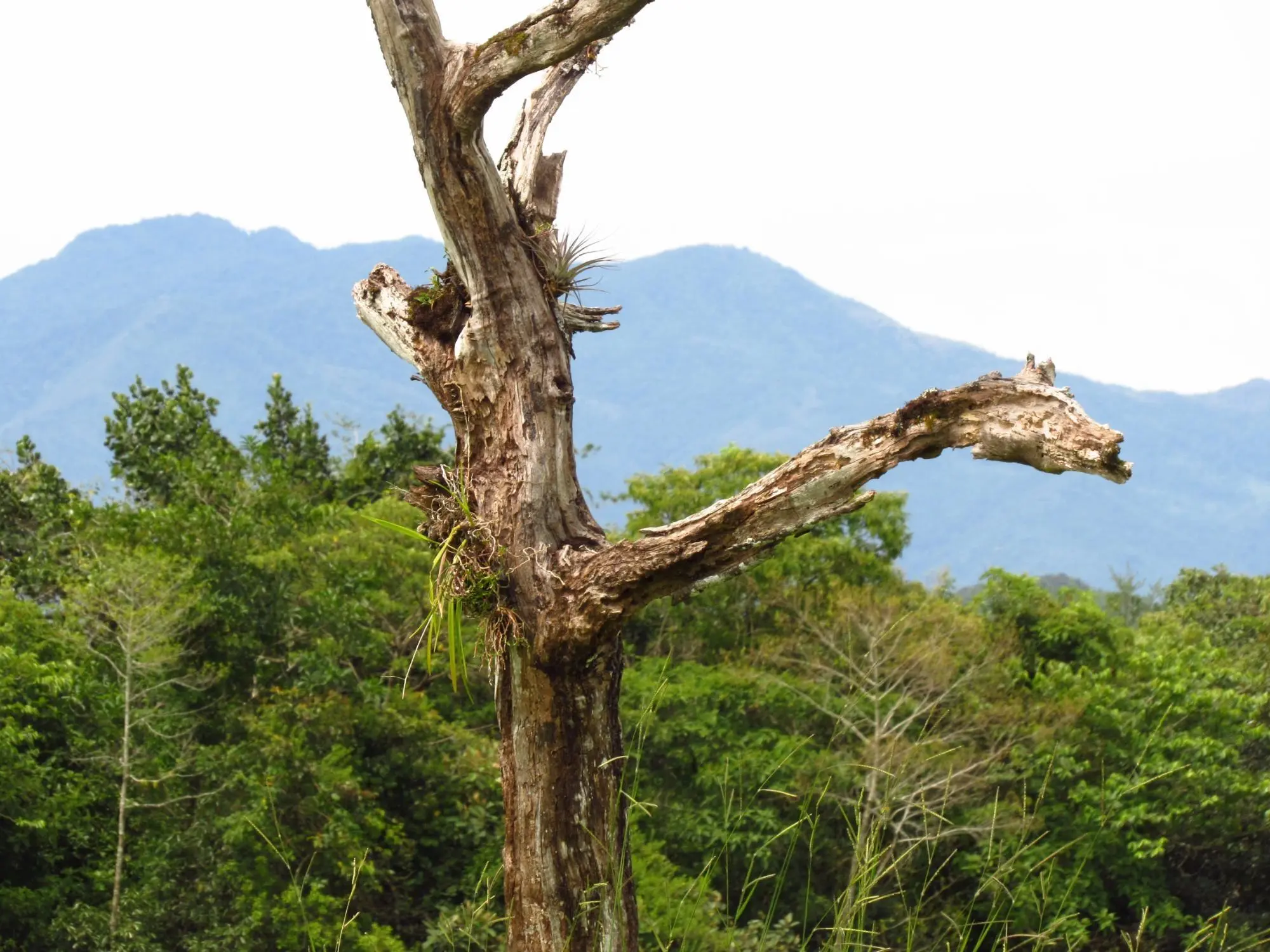 Potrerillos Arriba, Dolega #6059m² - Photo 8