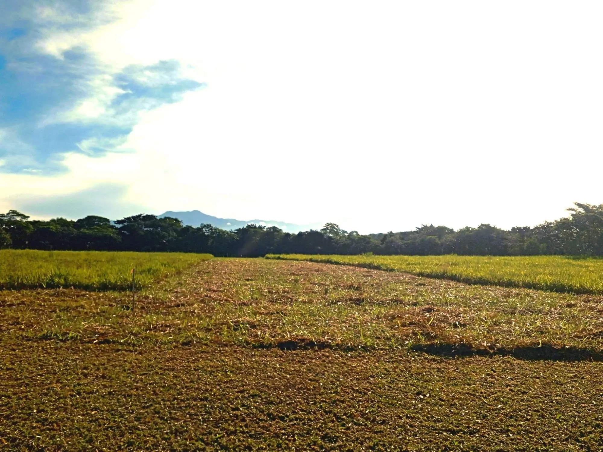 Potrerillos Arriba, Dolega #3124m² - Photo 11