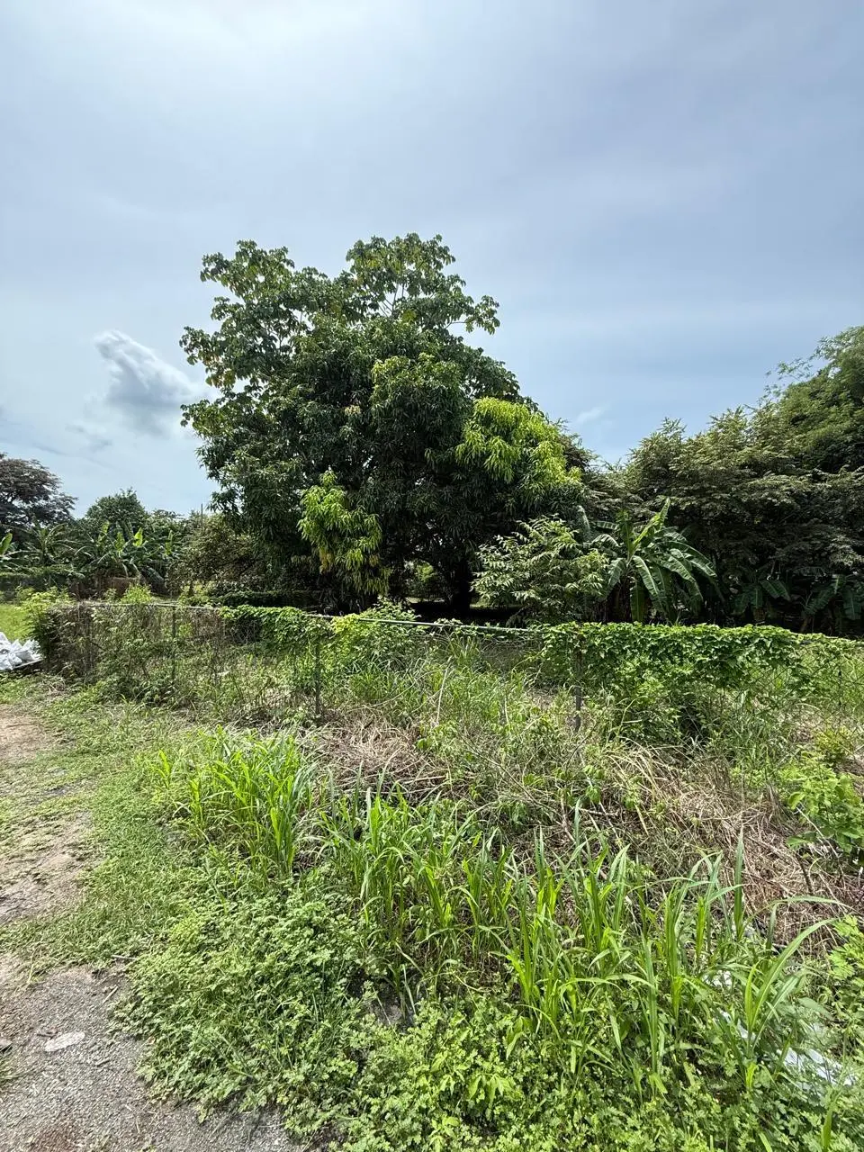 Las Lajas Calle Jade #terreno - Photo 26