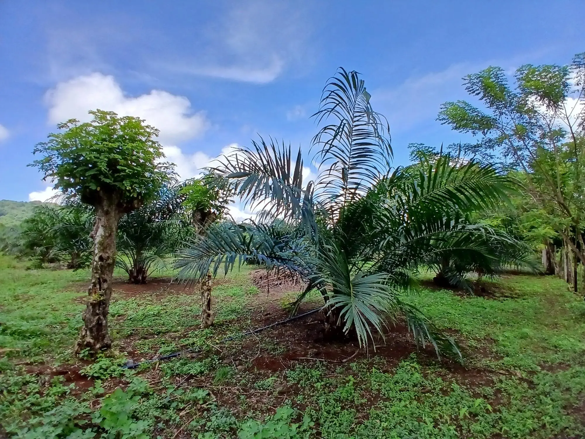 Las Lomas, David - Photo 30