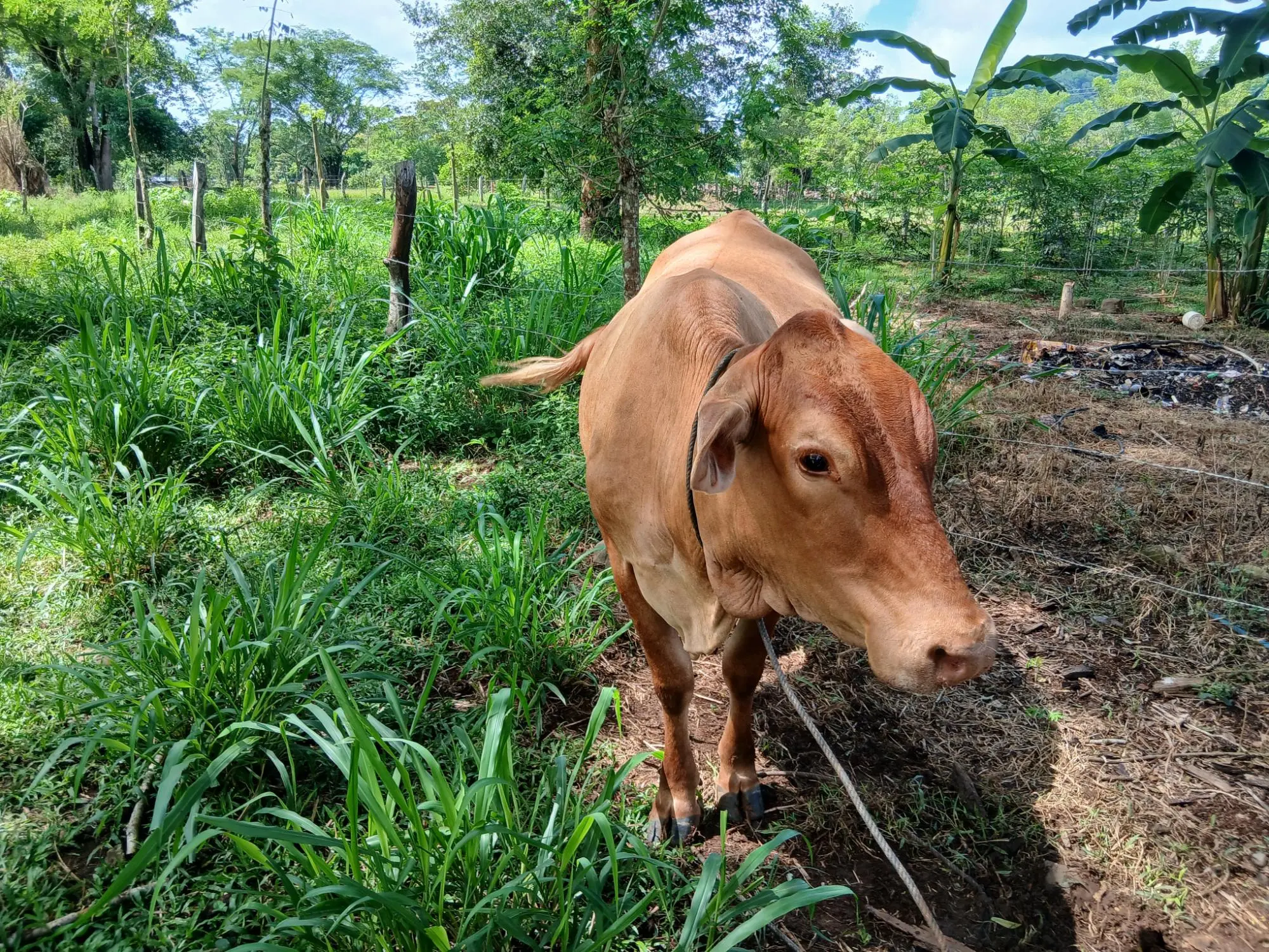 Las Lomas, David - Photo 33