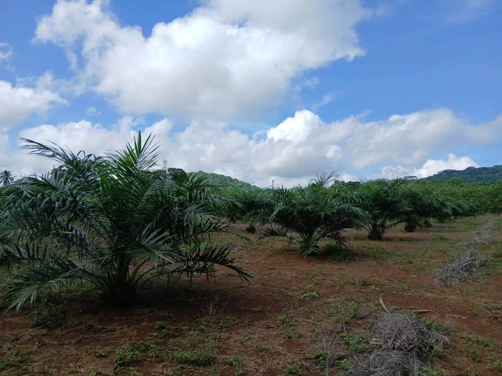 Las Lomas, David - Photo 26