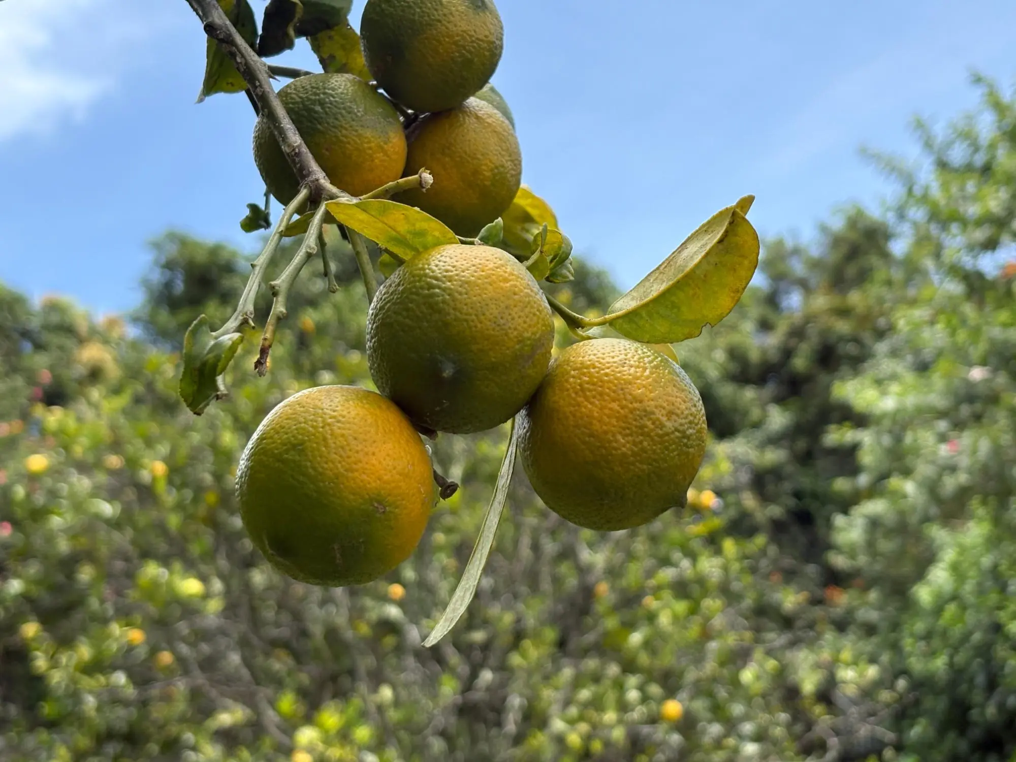 Volcancito Boquete Chiriqui Panama - Photo 88