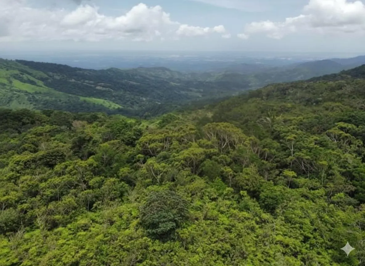 35 Hectareas Lote Cerro Azul - Photo 18