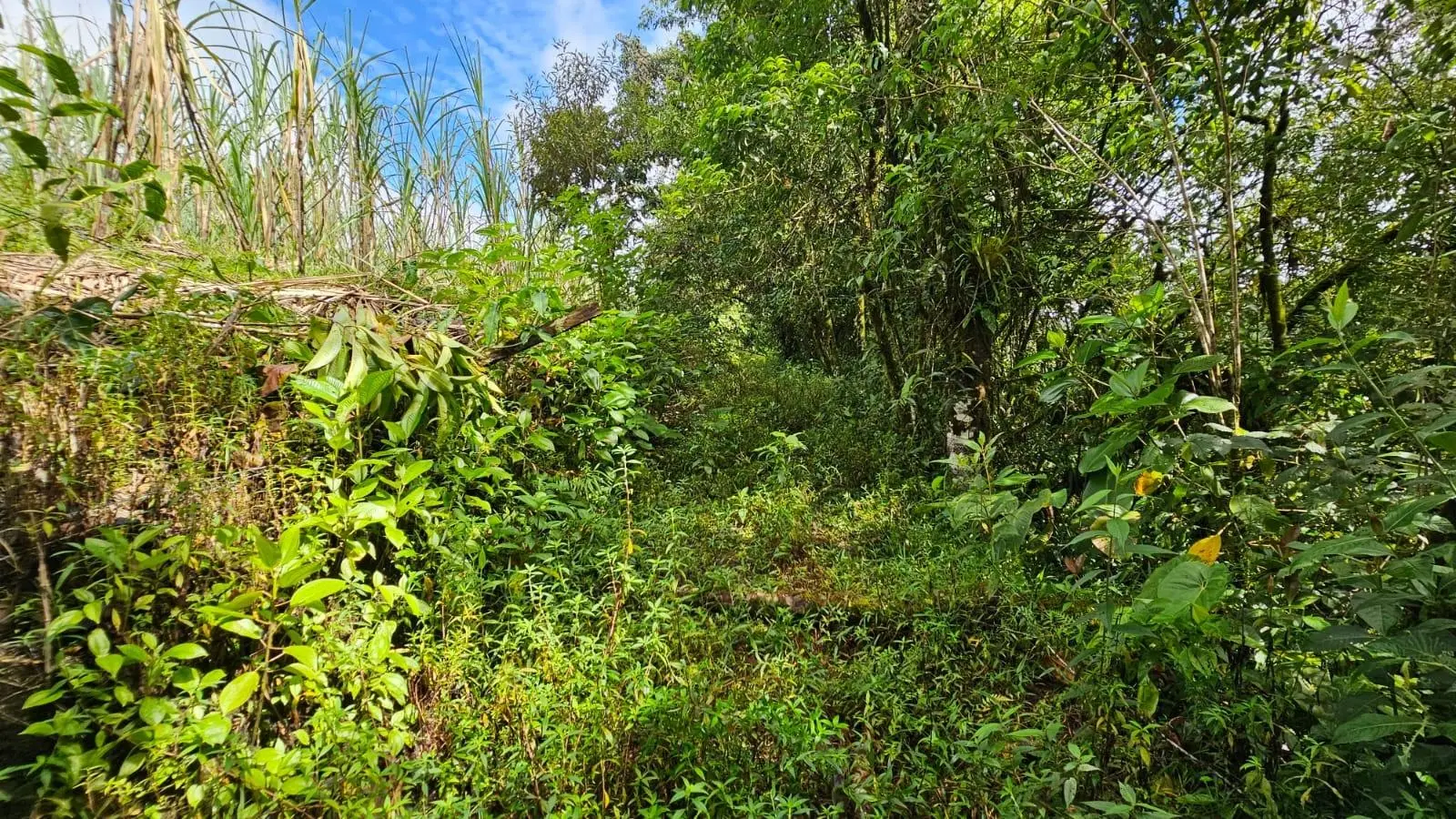Boquerón, Cordillera. Chiriquí #lote 0011 - Photo 34