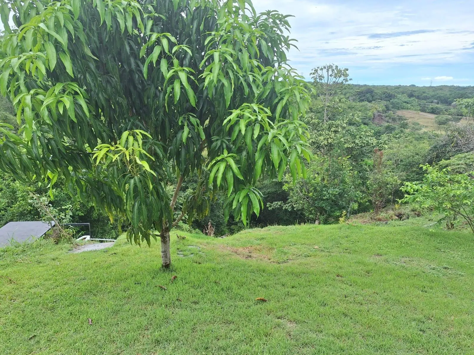 El Higo Frente A Proyecto Miramar - Photo 36